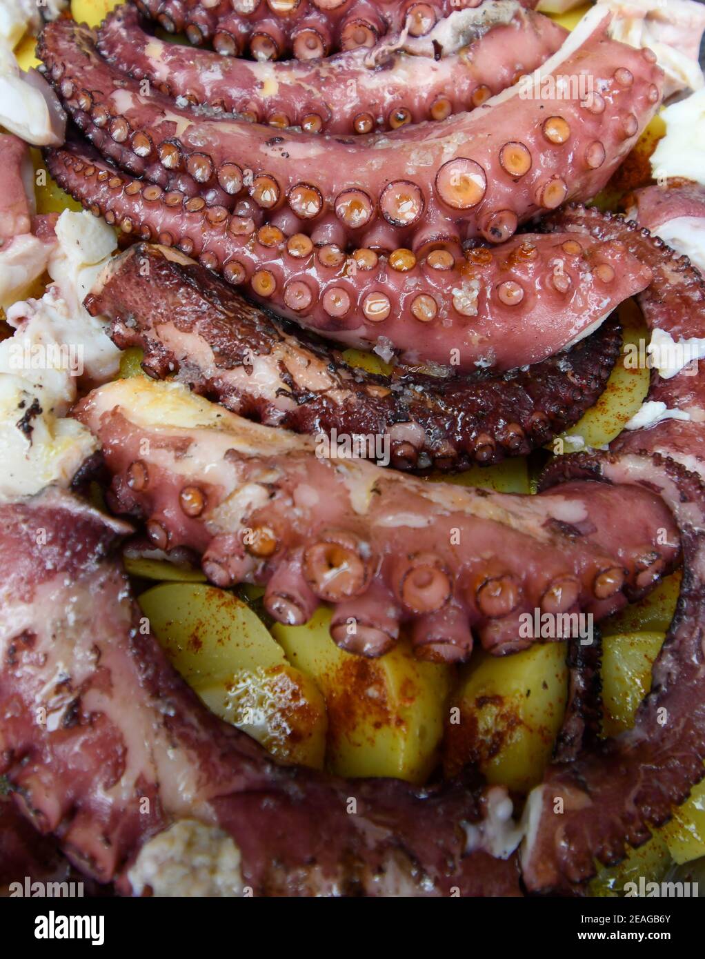 Galicische Kraken-Tentakeln Stockfoto