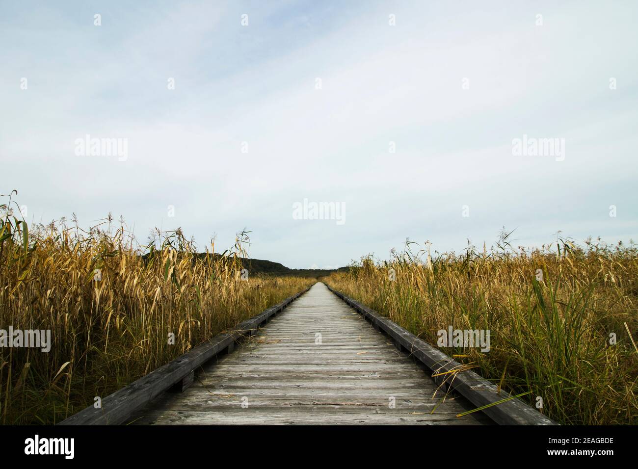 Landschaft von einem Holzweg, wo Sie in wandern können Die Feuchtgebiete von Kushiro Stockfoto