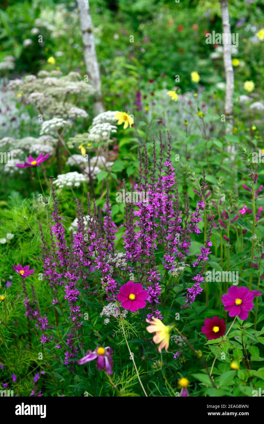 Cosmos bipinnatus Dazzler,cosmea Dazzler,Lythrum virgatum Dropmore Purple,halbwinterhart jährlich,Stauden,einjährige und Stauden,Karmin Rosa Blumen, Auto Stockfoto