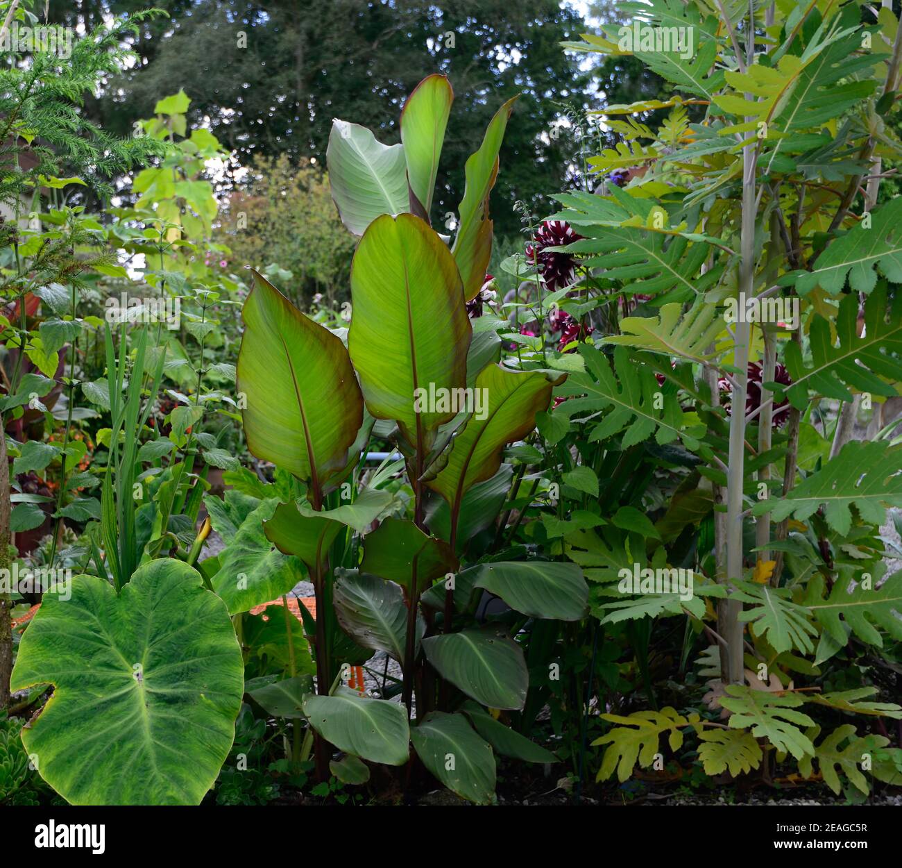 Bocconia frutescens, ensete, colocasia, Blätter, Laub, tropische