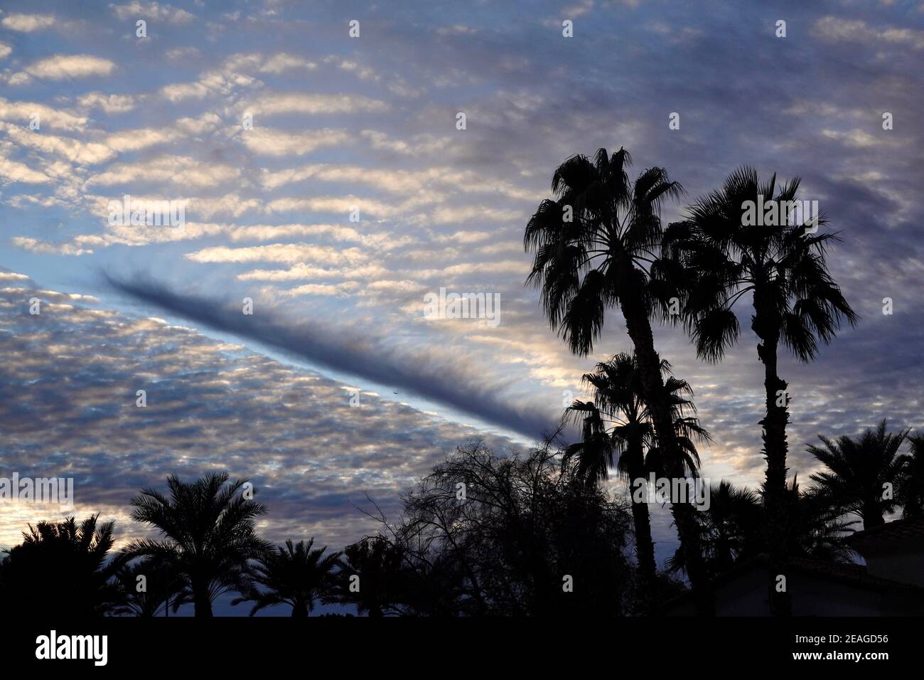 Eine Silhouette von Palmen vor einem markanten bewölkten Hintergrund. Stockfoto