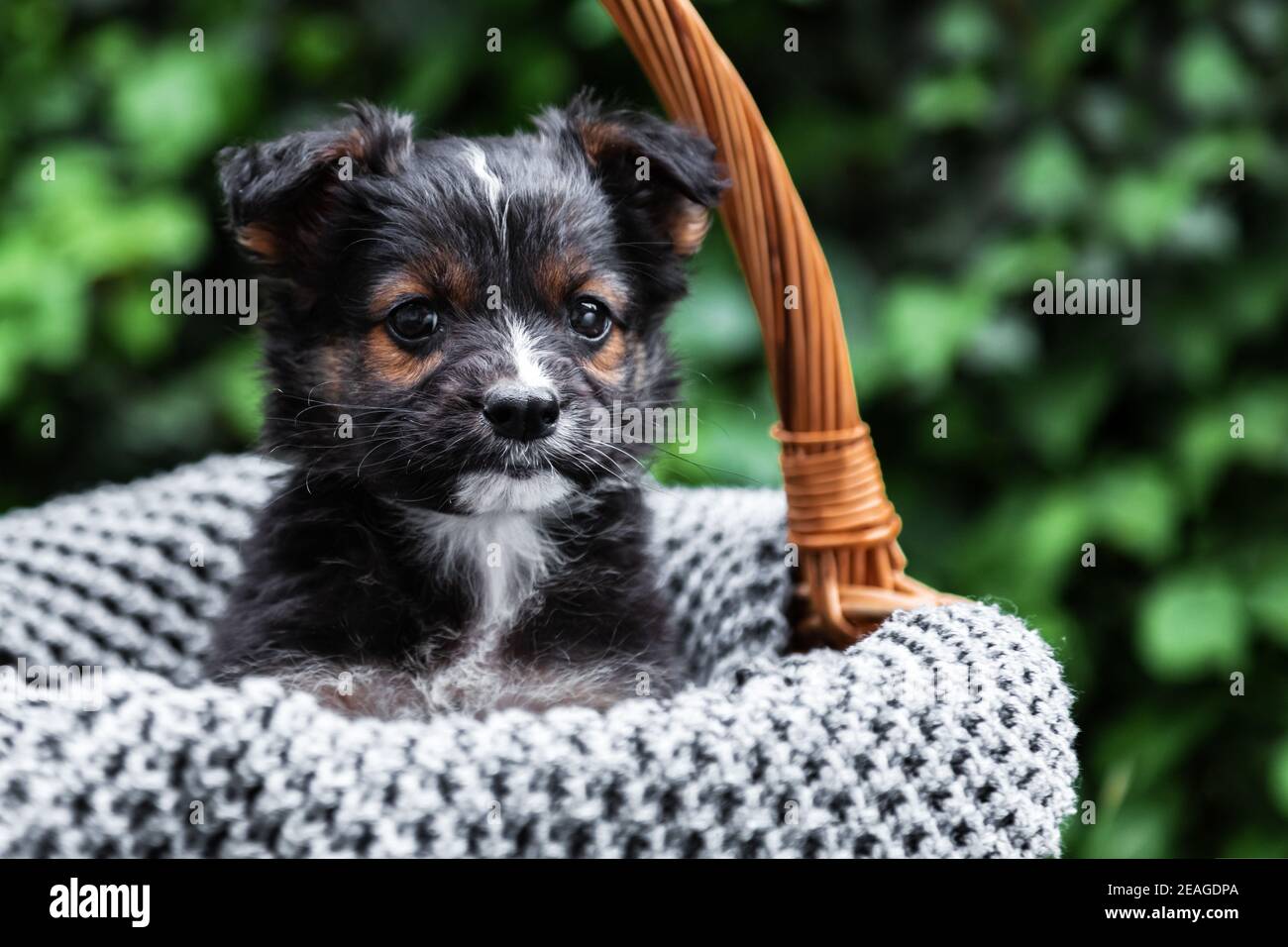 Neugeborener Hund Hund Porträt im Freien. Liebenswert ernst junge Haustiere braun Welpen sitzt im Korb als Geschenk oder Überraschung auf grau kariert auf weiß Stockfoto