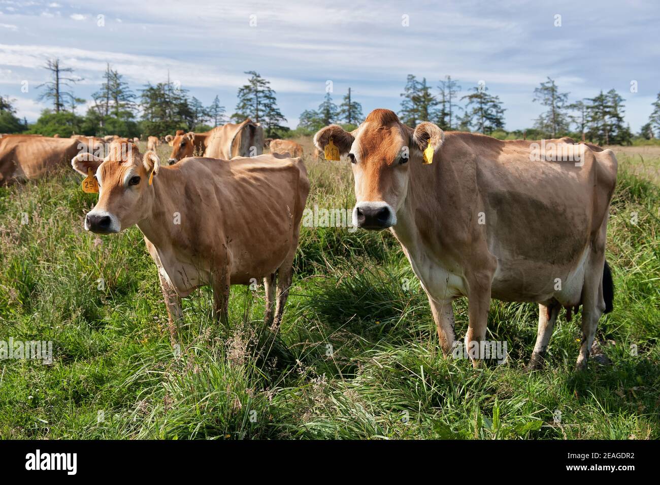 Jersey Kühe grasen grünen Weidefeld, Bio-Molkerei, Kalifornien. Stockfoto