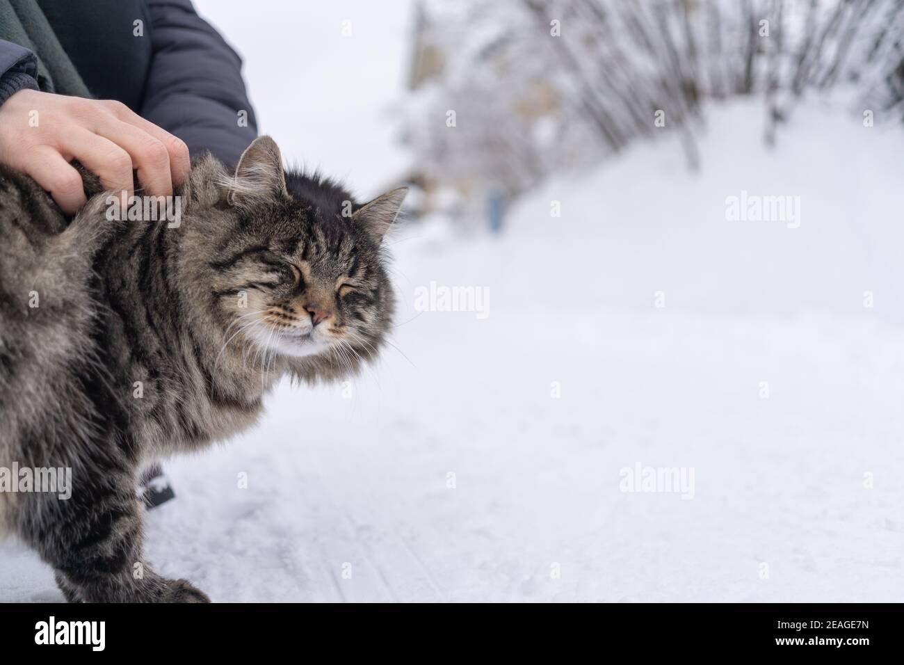 Katze genießt es, von Hand gestreichelt zu werden Stockfoto