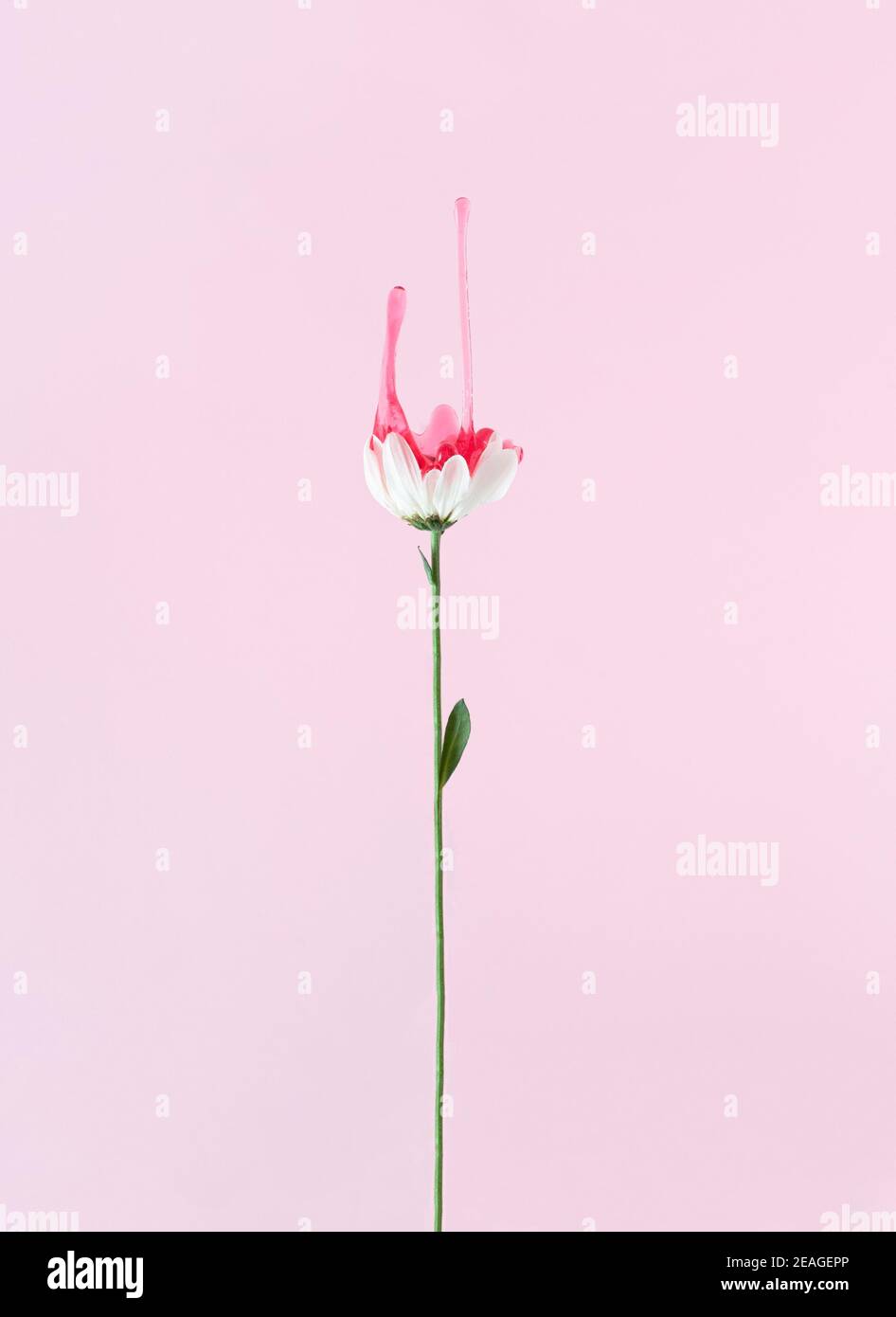 Kreatives Layout mit weißer Gänseblümchen Blume und Schleim. Kreatives Naturkonzept. Saisonaler Hintergrund. Stockfoto