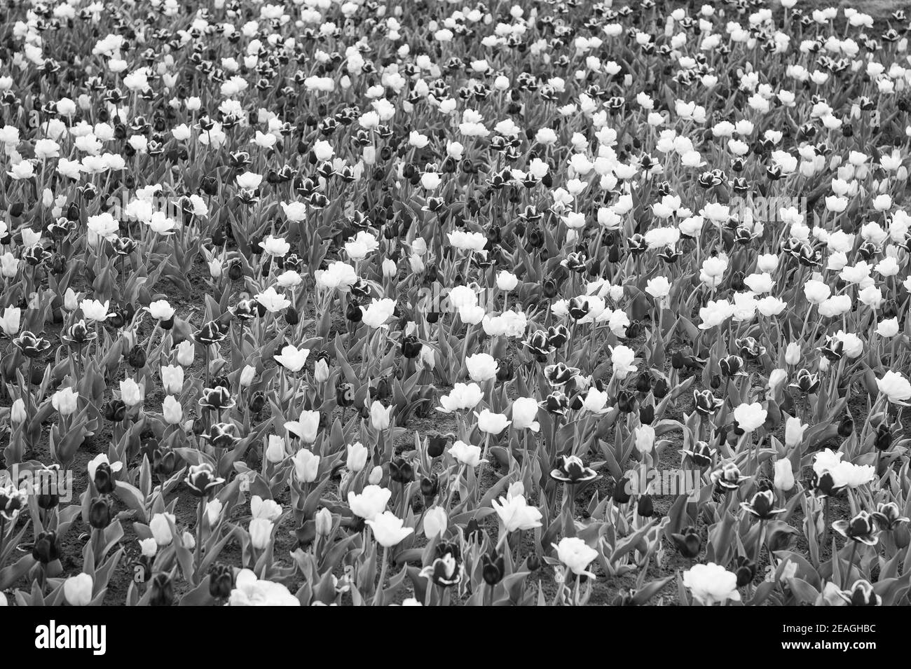 Machen Sie Ihr Leben hell und farbig. Naturlandschaft in Europa. Frische Frühlingsblumen. Sammeln Sie den Strauß. Bunte lebendige Blumen. Feld mit Tulpen. tulpenfeld mit verschiedenen Arten und Farben. Stockfoto
