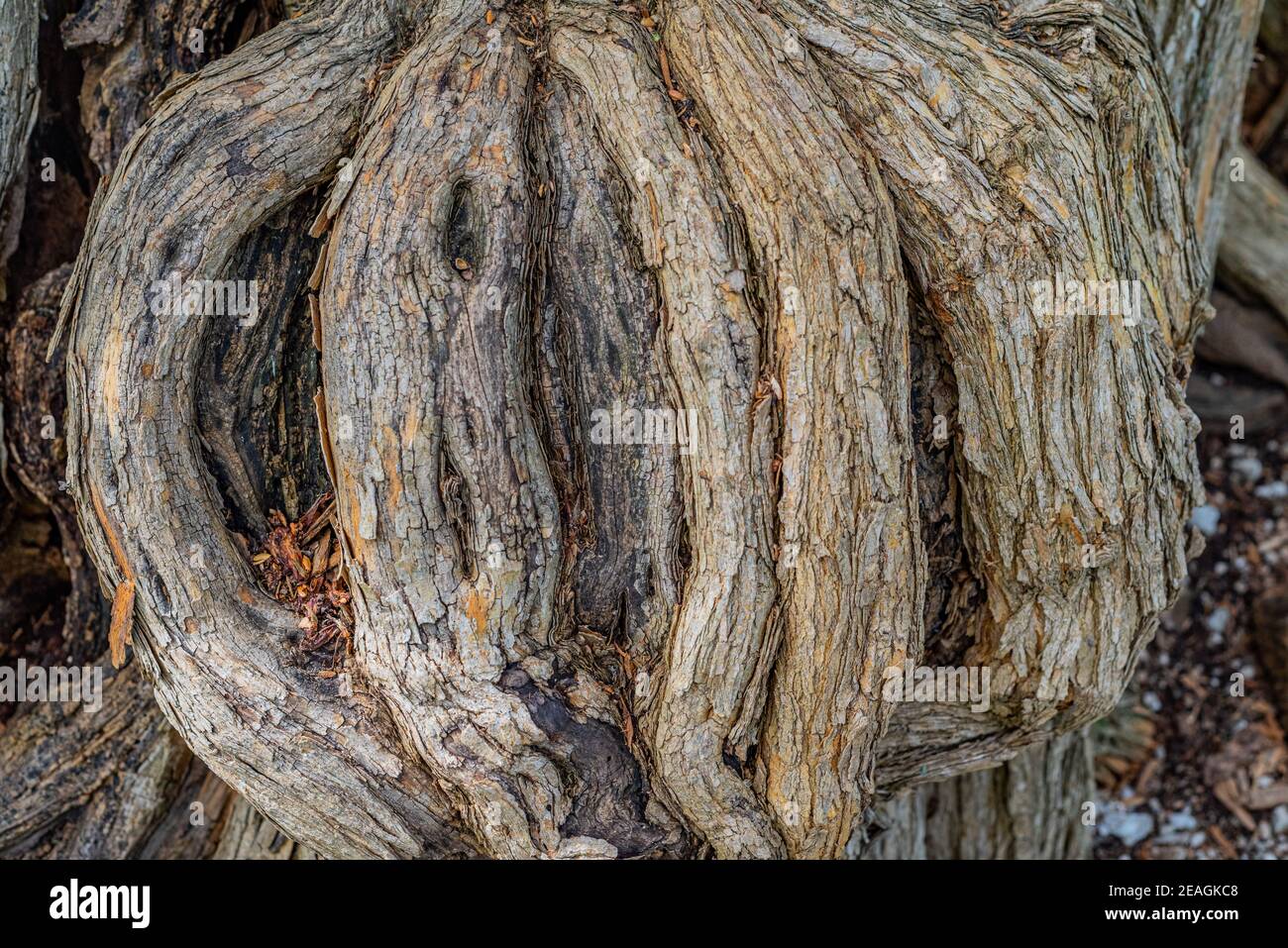 Nahaufnahme mehrerer dichter, rauer Wurzeln eines Osage Orange Baumes, der an einem Damm wächst Stockfoto