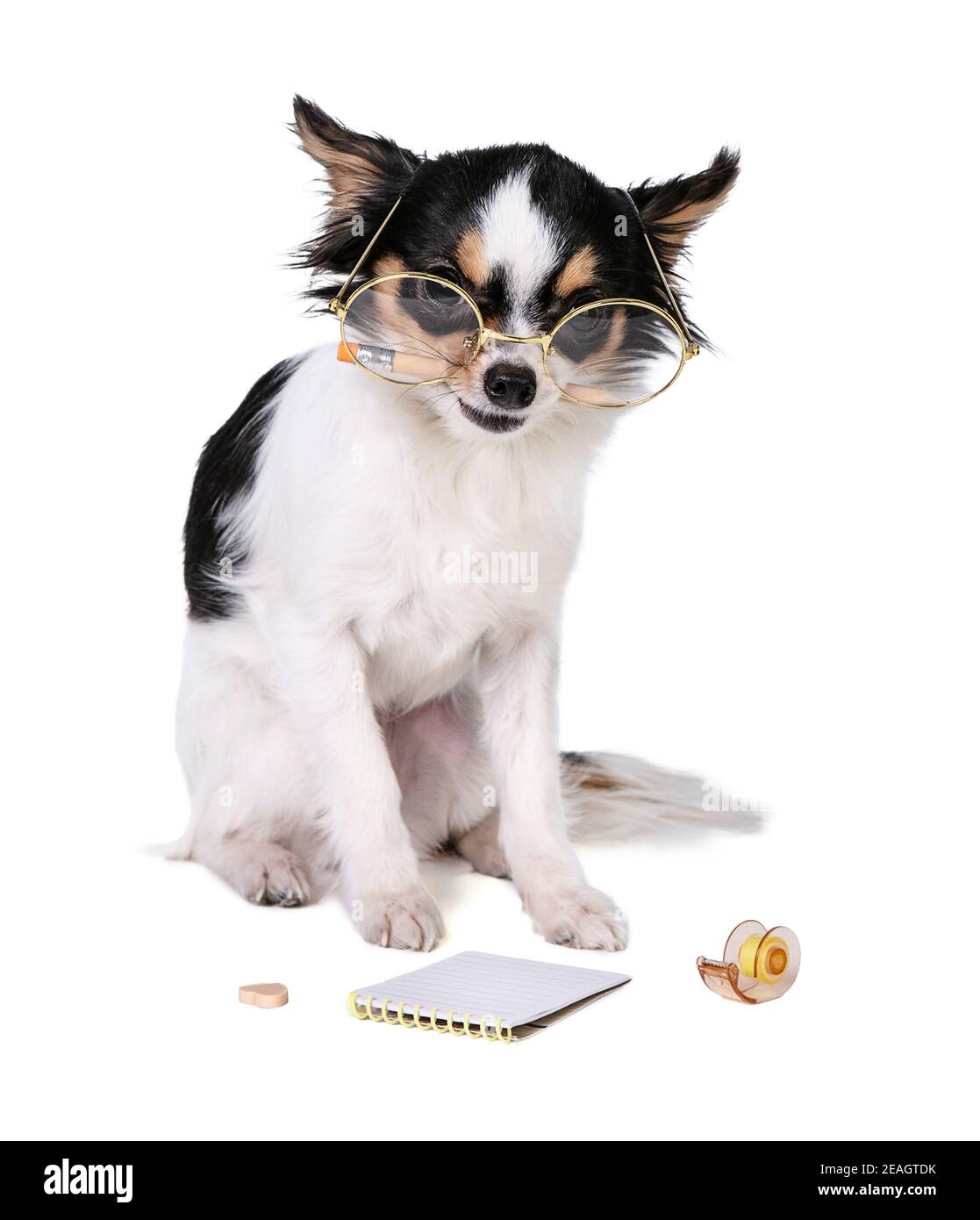 Chihuahua mit einem Bleistift im Mund auf weißem Hintergrund Stockfoto