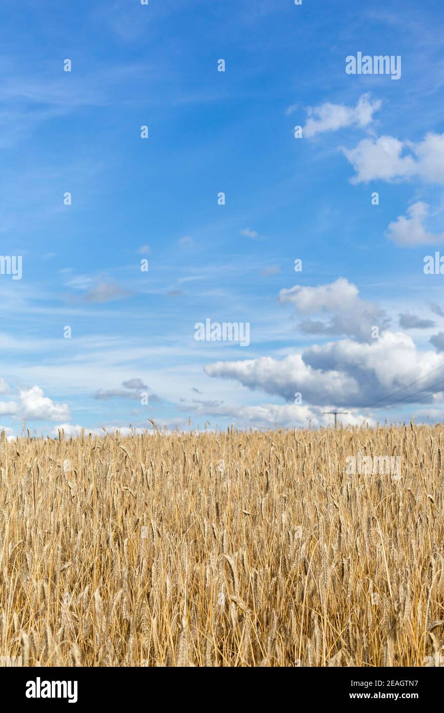 Trockenes Weizenfeld und strahlend blauer Himmel Stockfoto