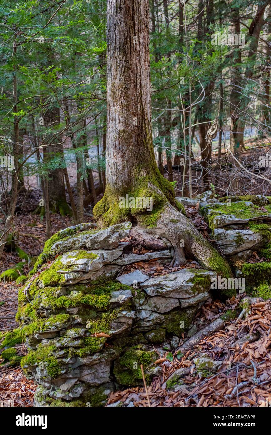 Baum, der einen Felsbrocken im Carter Caves State Park anpflanzt Kentucky Stockfoto