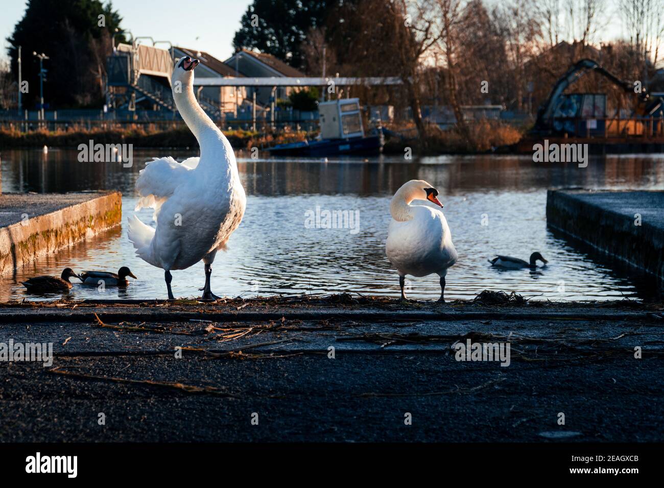 Zwei Schwäne mit Enten im Hintergrund während des Herbstuntergangs Stockfoto