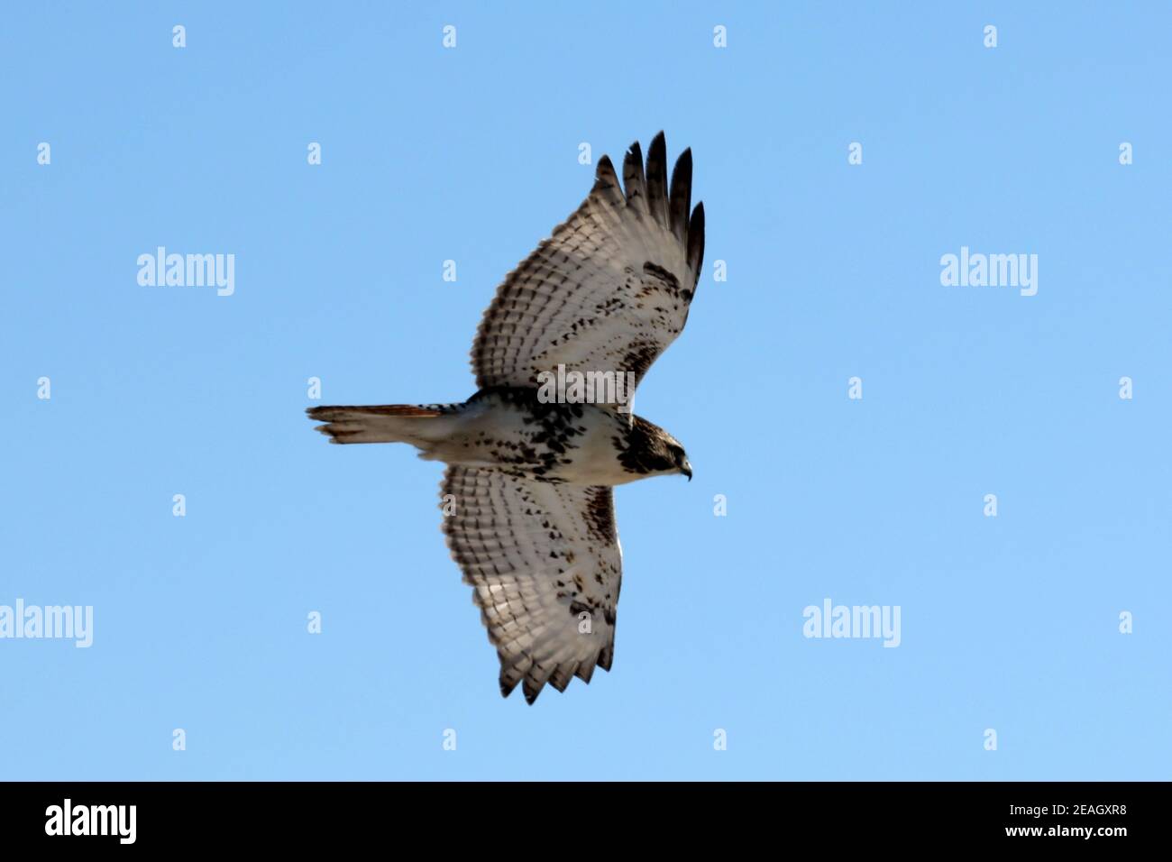 Rotschwanzfalken am Winternachmittag Stockfoto