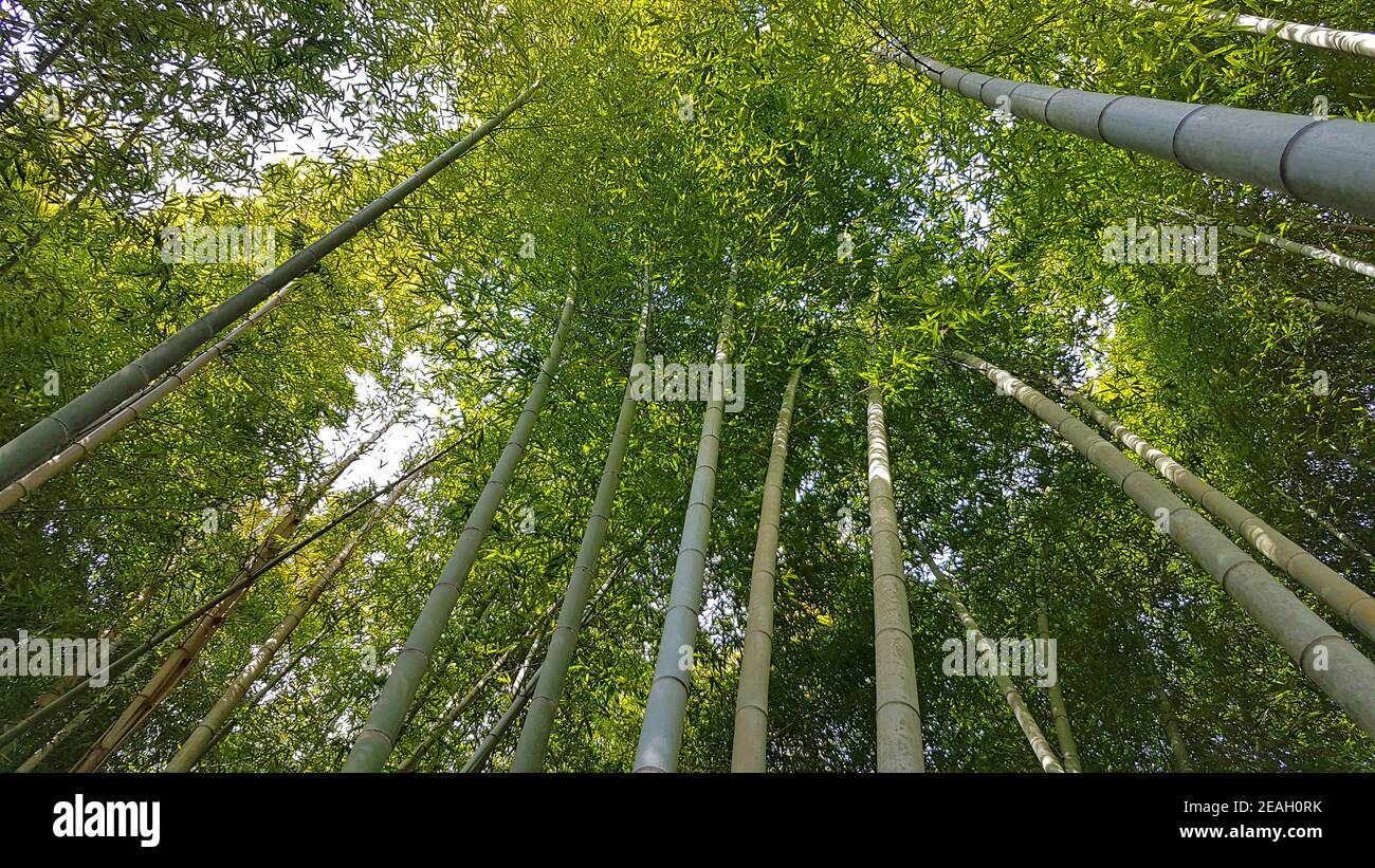 Stämme von Bamboo Forest Arashiyama in Kyoto, Japan Stockfoto