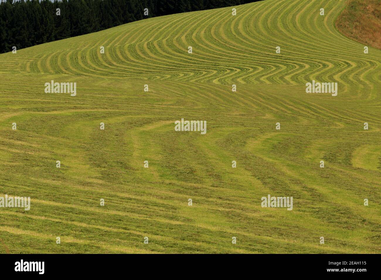 Muster in Feldschnitt für Silage auf hillcountry Farm in Otago, Neuseeland Stockfoto
