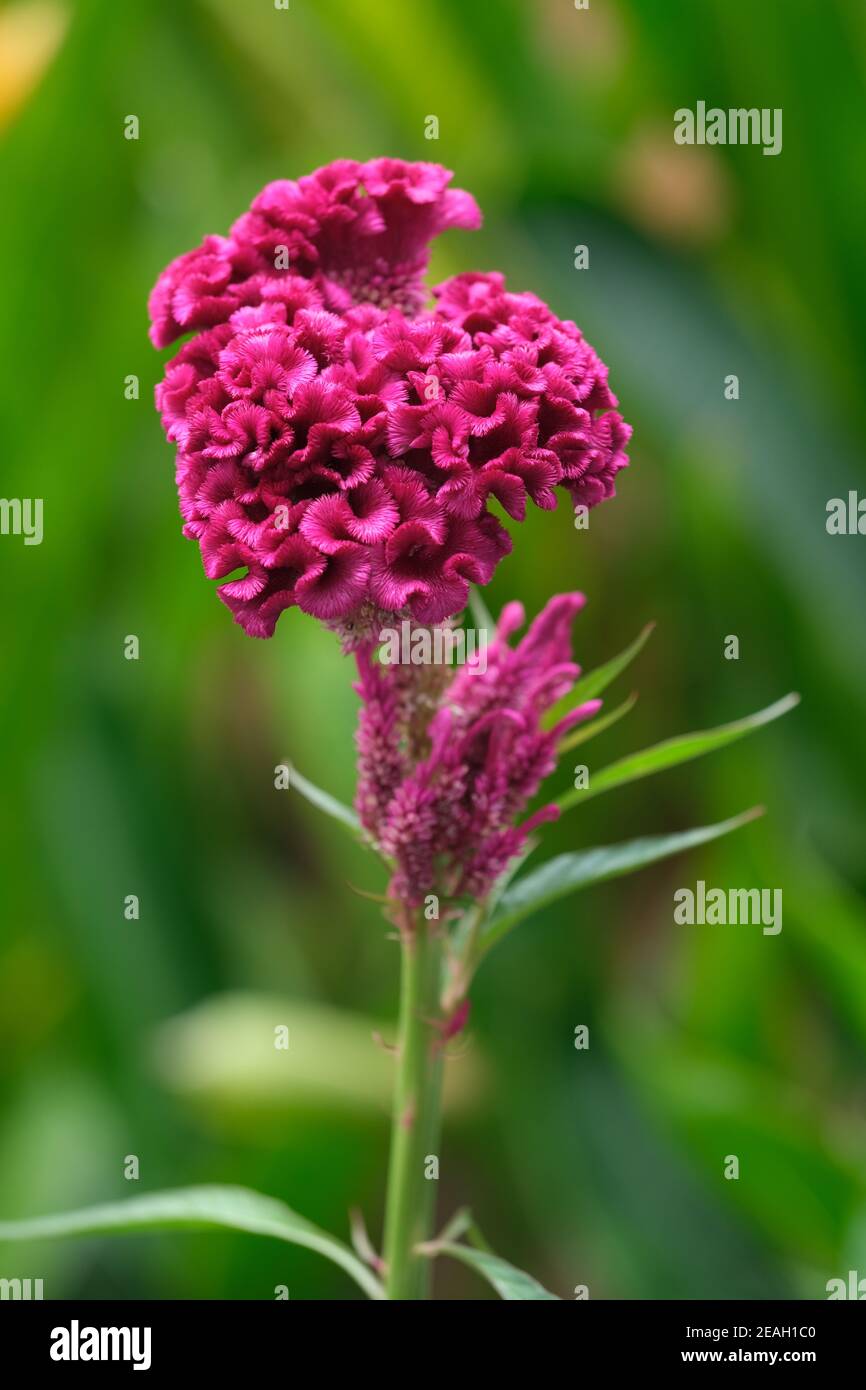 Indonesien Bali - Ubud - Roter Cockscomb - Celosia argentea var. cristata Stockfoto