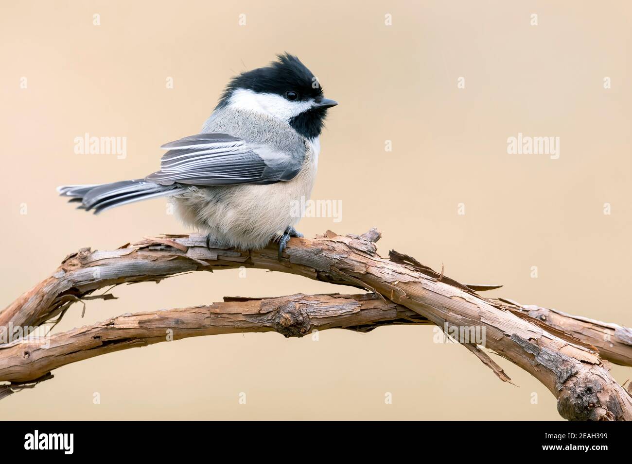 Schwarz-kappiger Windhauch (Parus atricapillus), thront auf holzigen Reben, E N America, von Dominique Braud/Dembinsky Photo Assoc Stockfoto