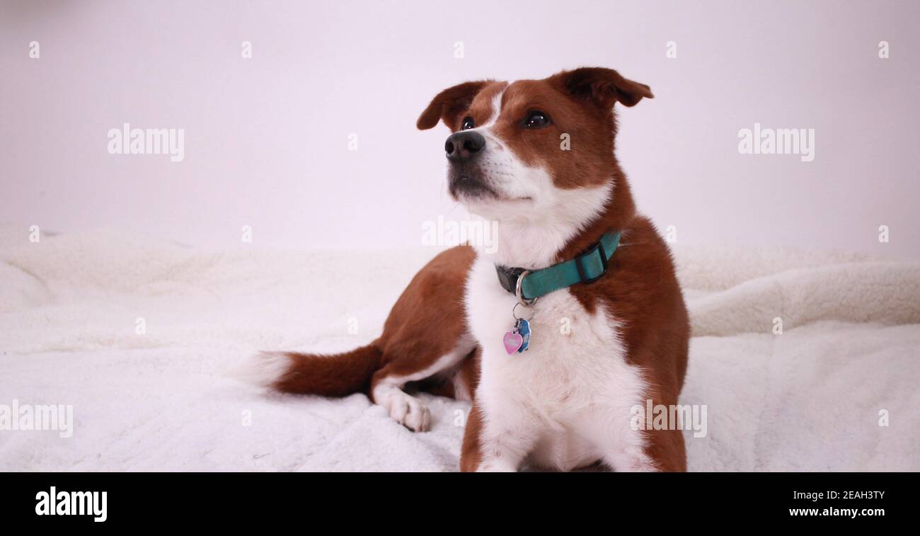 Mittelgroßer Hund - Fox Terrier / Collie Mischlegen Nach unten Stockfoto