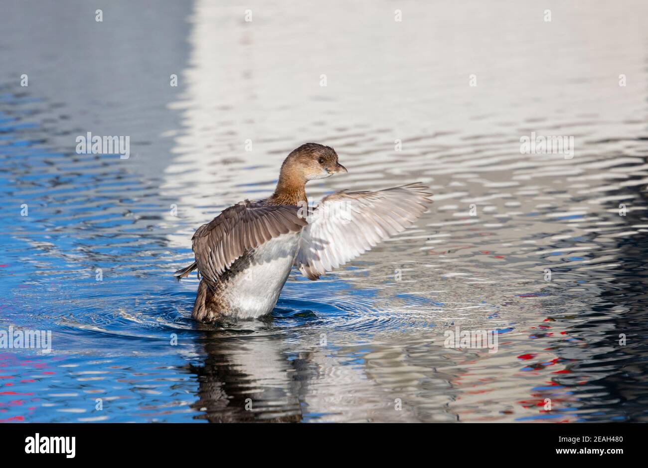 Pied-billed Grebe Schlagflügel Stockfoto