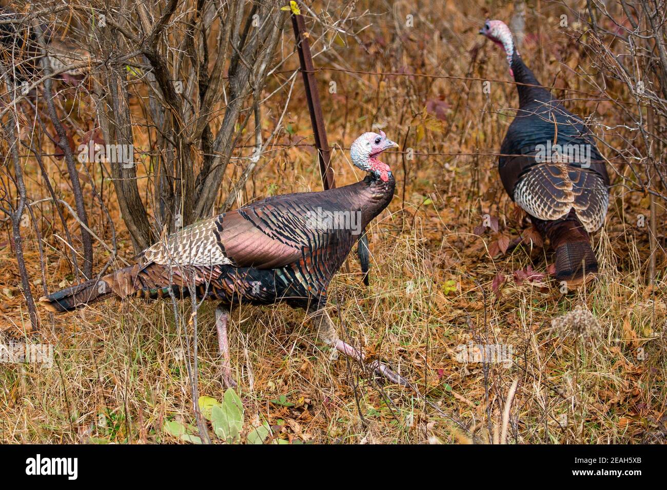 Östliche wilde Truthähne (Meleagris gallopavo), die unter einem Stacheldrahtzaun laufen, horizontal Stockfoto