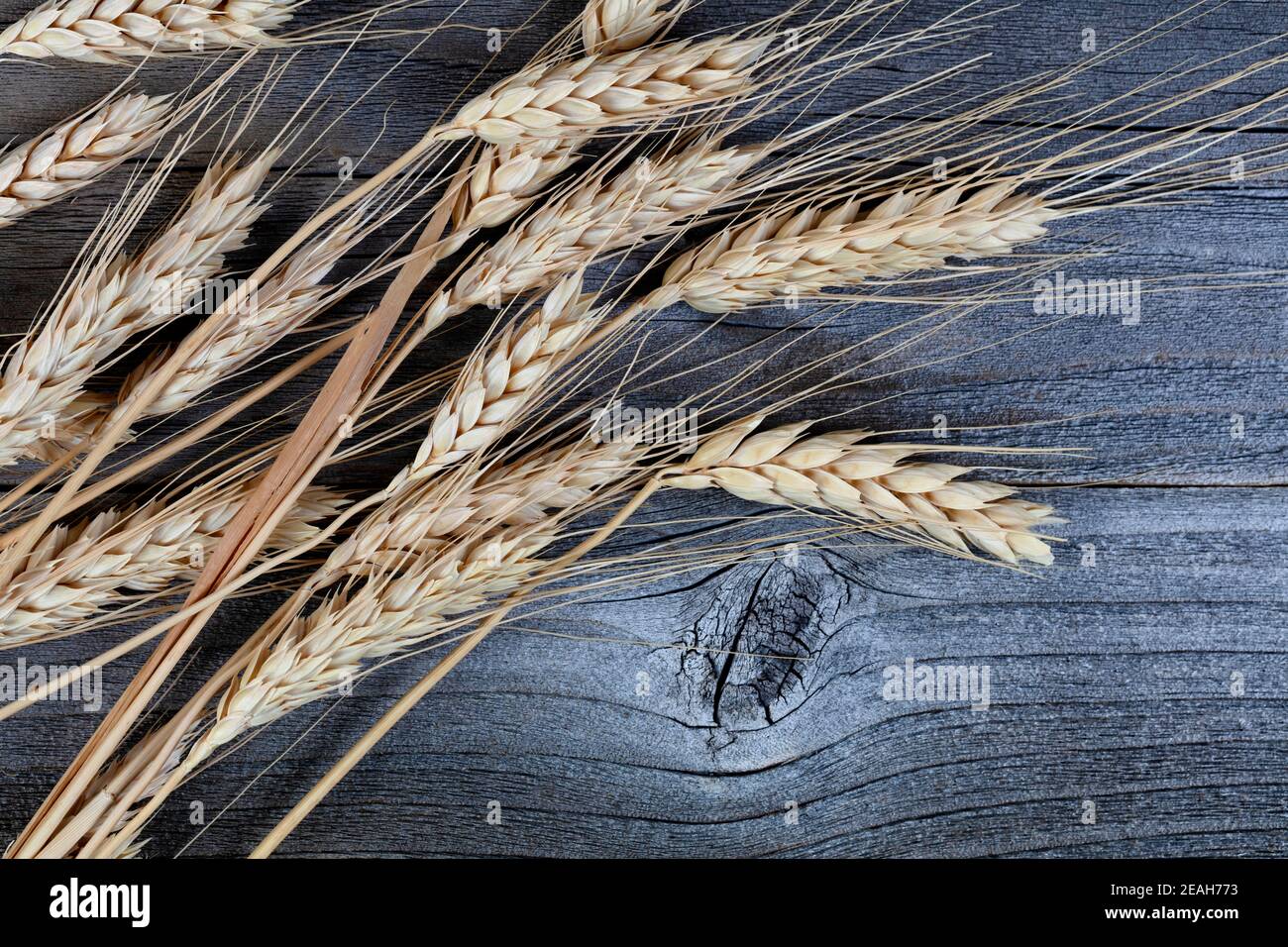 Nahaufnahme von natürlichen getrockneten Weizenstielen oder Ohr an Verwitterte Holzdiele Stockfoto