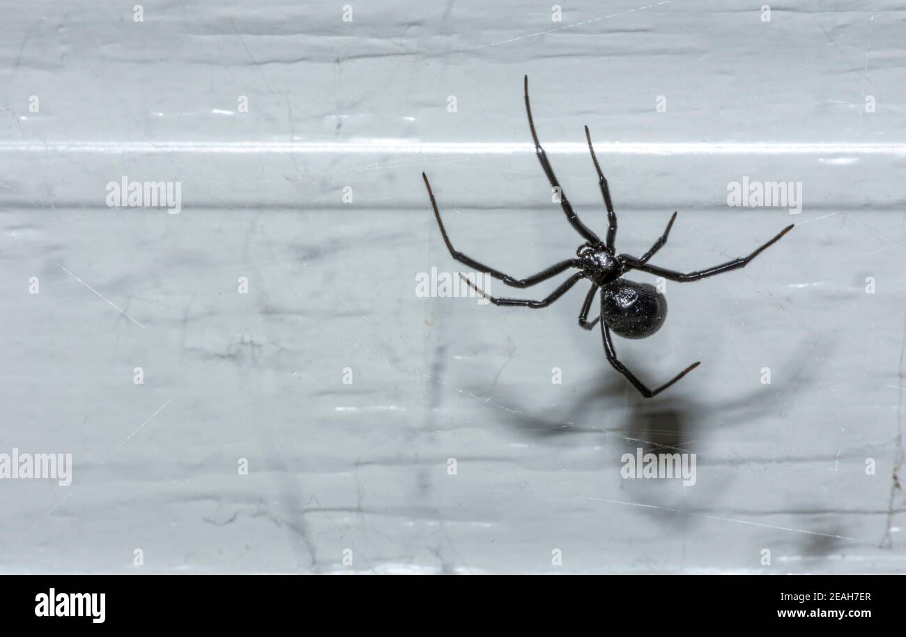 Weibliche Western Black Widow Spider Web auf Garagentor - Draufsicht, (nicht mit roten Stunden Glasmarkierung auf der Unterseite des Körpers), Castle Rock Colorado USA. Stockfoto