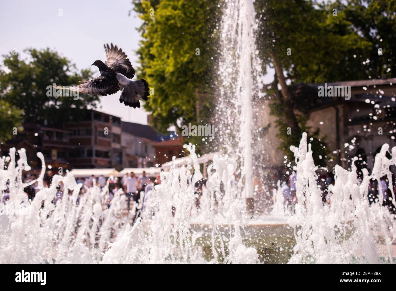 Selektiver Fokus einer Taube, die über einem Brunnen in fliegt Ein Park Stockfoto