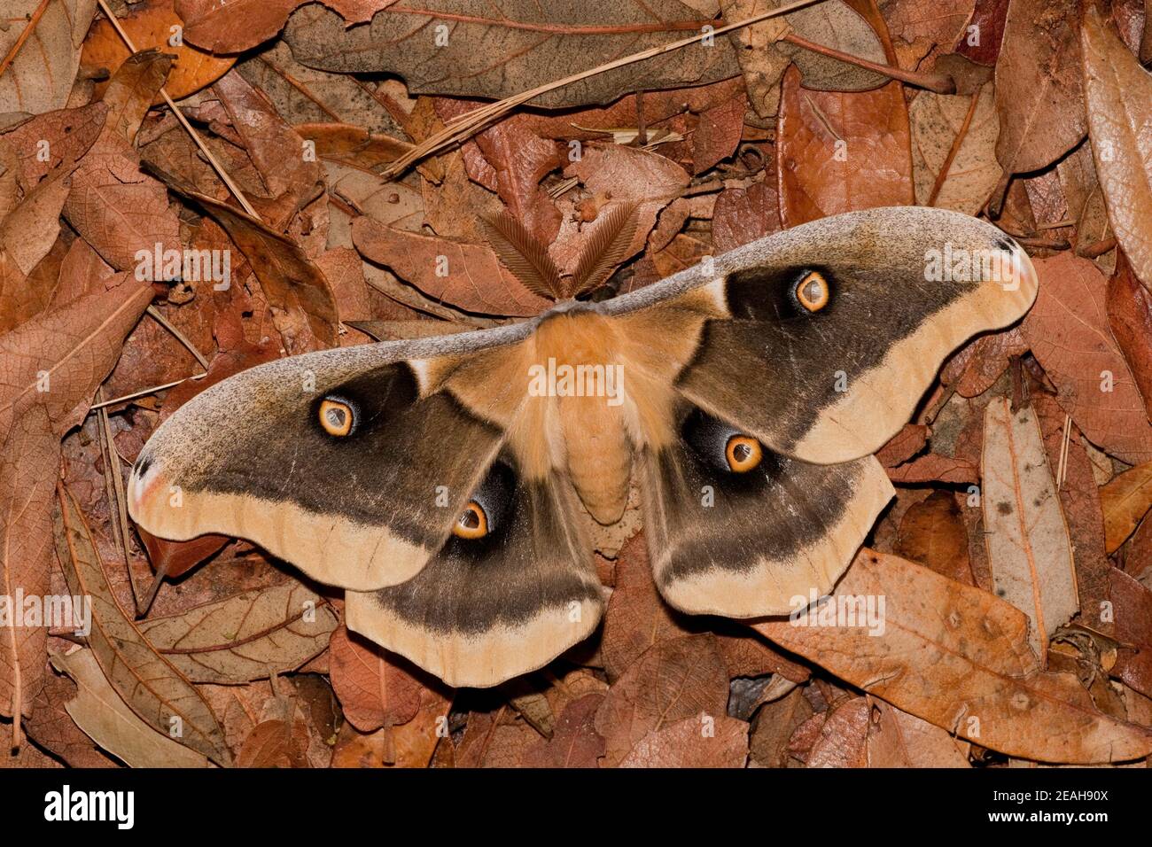 WESTERN Polyphemus Moth Männchen, Antheraea oculea, Saturniidae