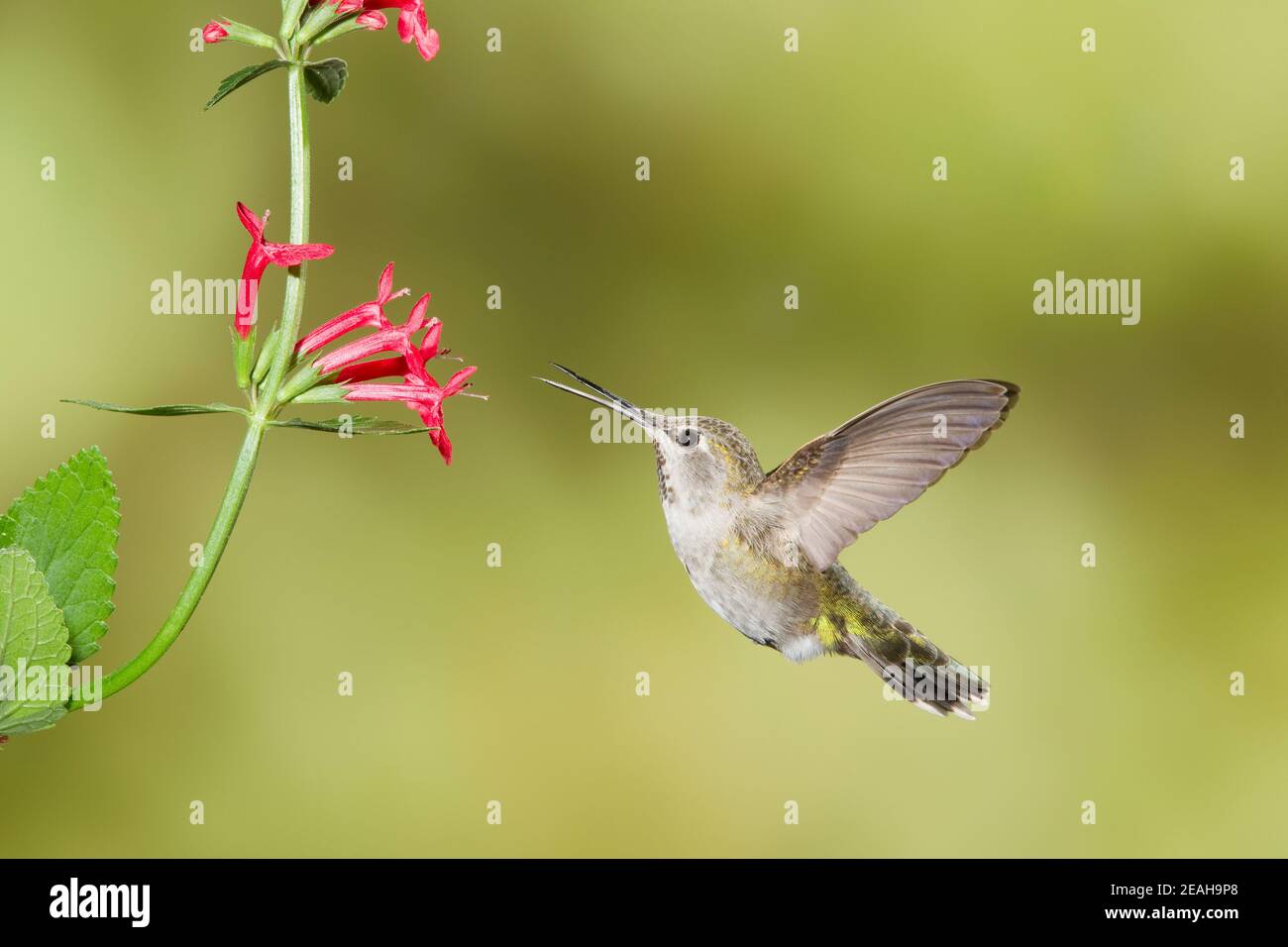 Annas Kolibri Jungtier, Calypte anna, füttert an Stachys Coccinea Blume. Stockfoto