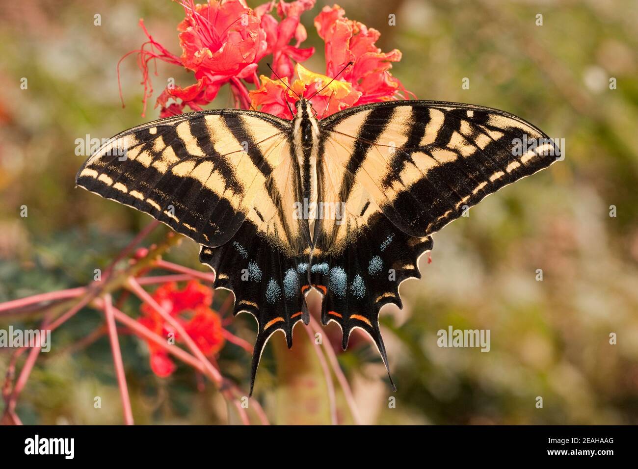 Zweischwanzfalter Schmetterling weiblich, Papilio multicaudata, Papilionidae. Stockfoto