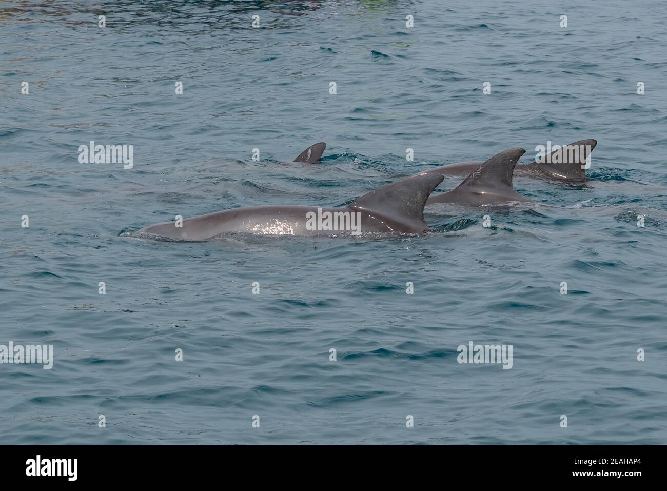 Delfine im Wasser Stockfoto