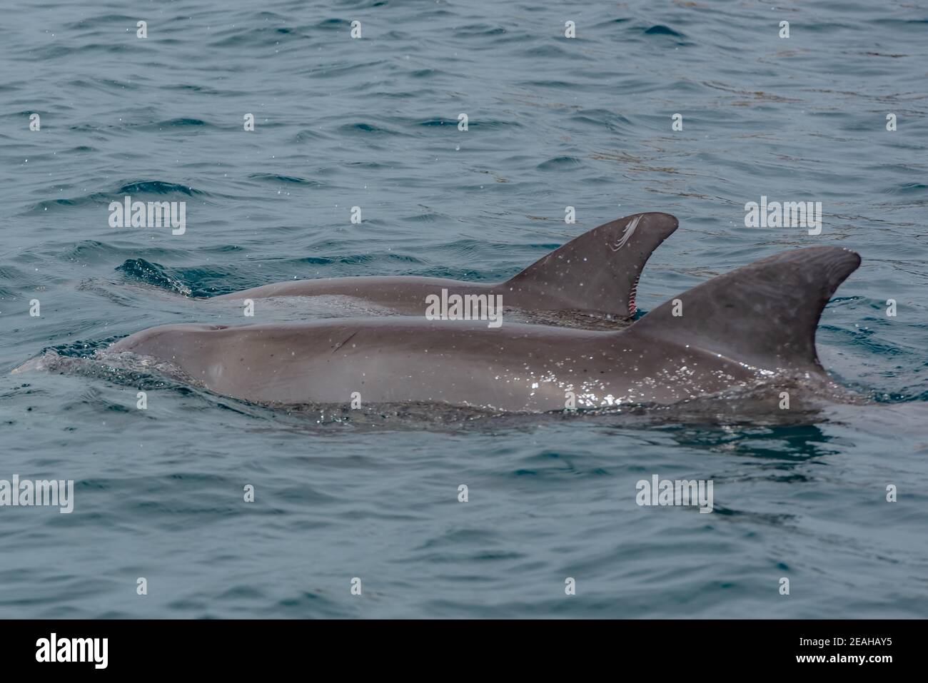 Delfine im Wasser Stockfoto