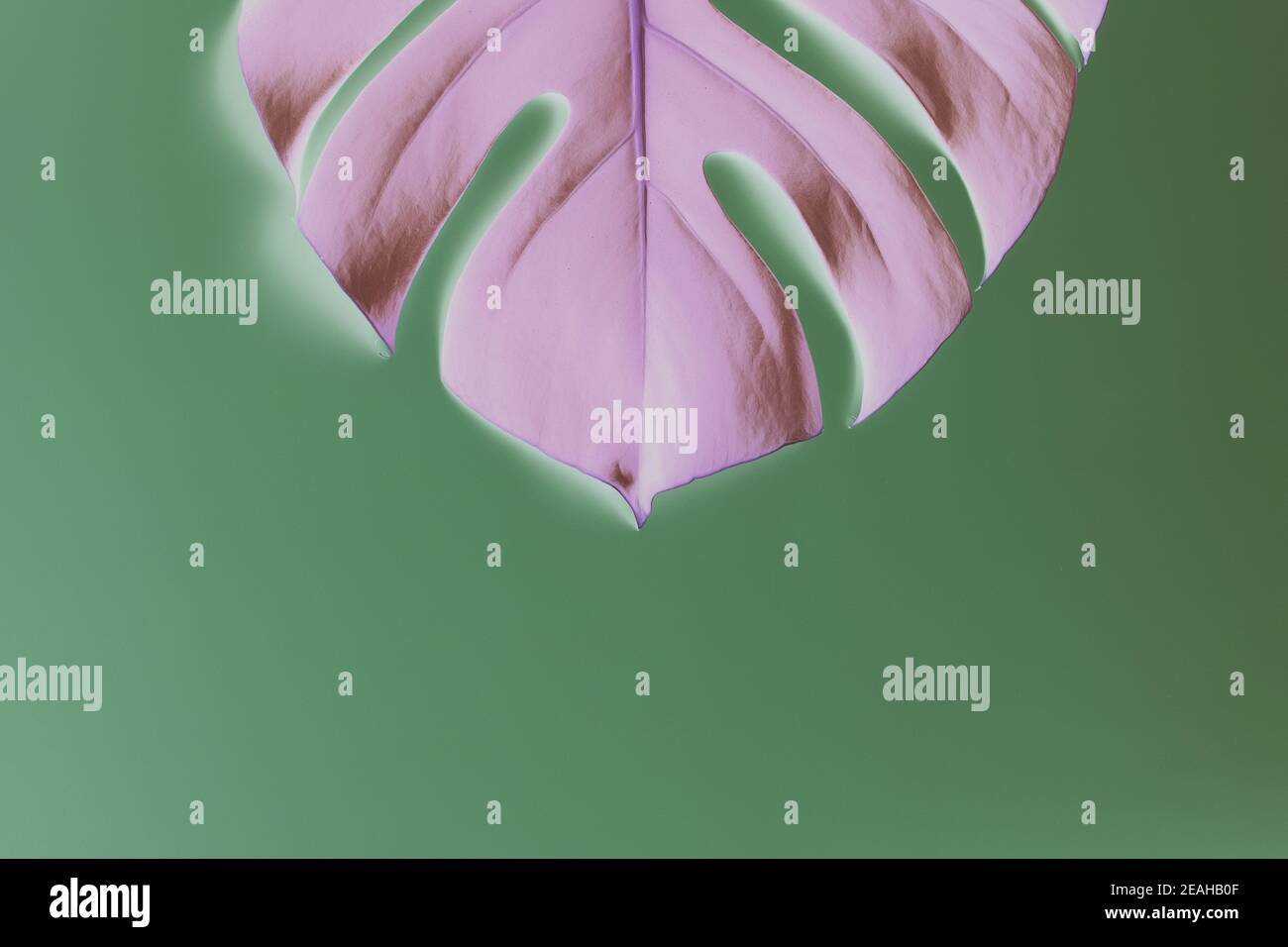 Monstera Palmenrosa Blatt auf grünem Hintergrund. Invertierte Farben Stockfoto