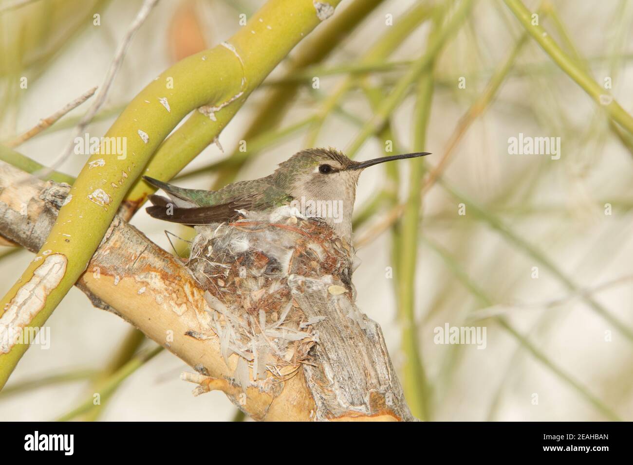Costas Kolibri-Weibchen, Calypte costae, brütet beim Nest 1st Eier. Stockfoto