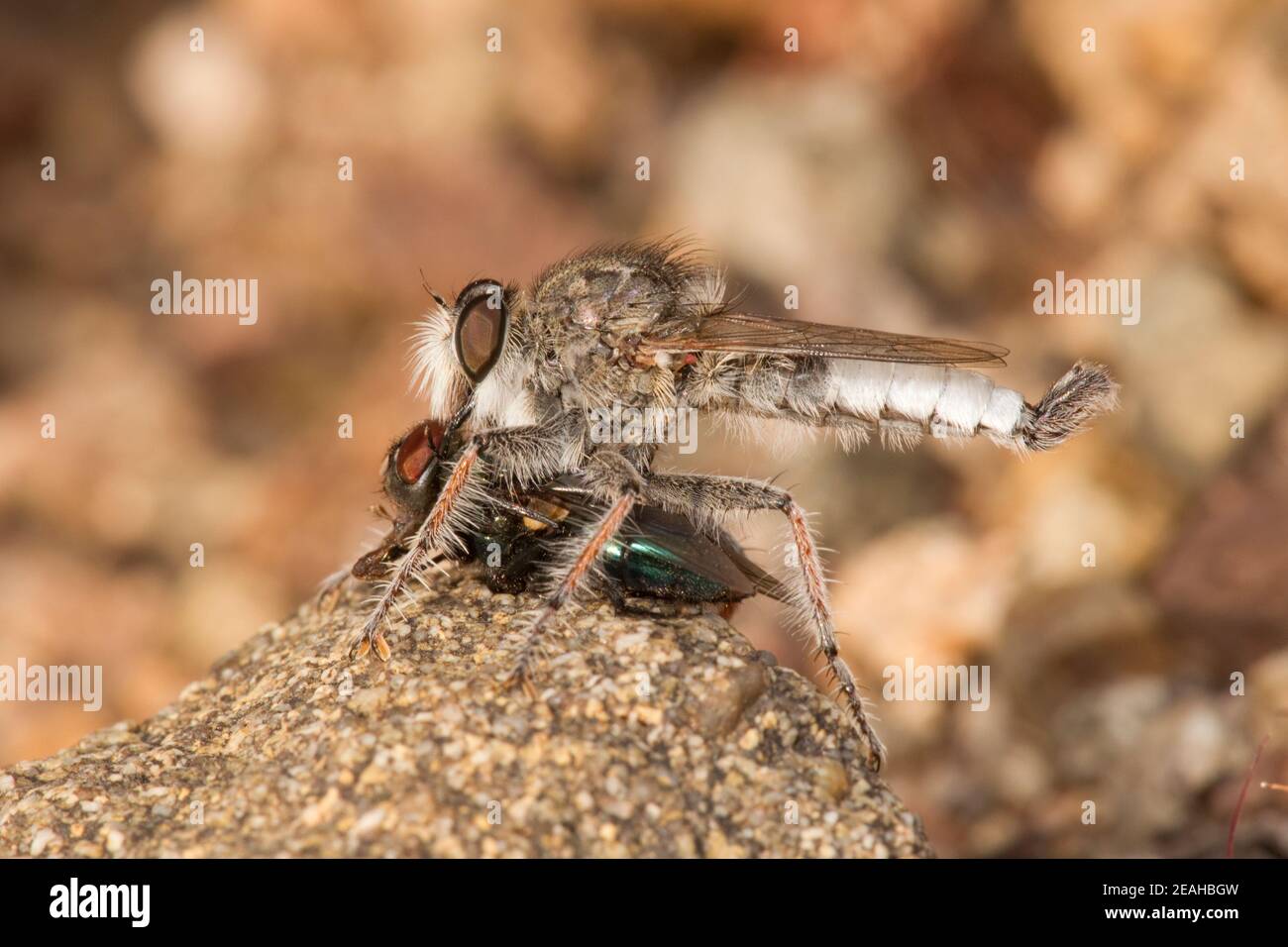 Nicht identifizierter Räuber Fliege Männchen, Efferia triton?, Asilidae. Fliegende Fütterung. Länge 14 mm. Stockfoto