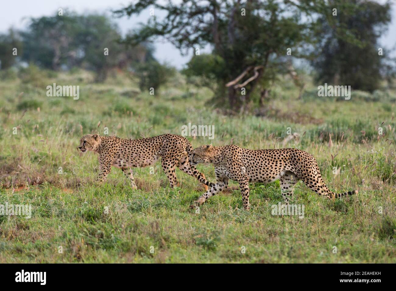 Zwei gefährdete Geparden, Acinonyx jubatus, wandern in der Savanne, Tsavo, Kenia. Stockfoto