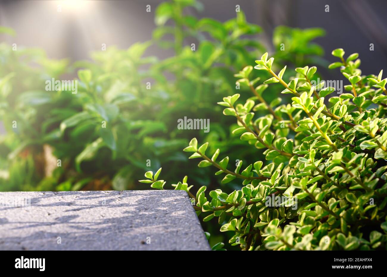 Elefantenbusch oder Afrikanischer Purslane-Baum, Zwergjadepflanze, seitlich mit Granit gelegt und mit Sonneneinstrahlung von oben kommend, Grüntöne ar Stockfoto