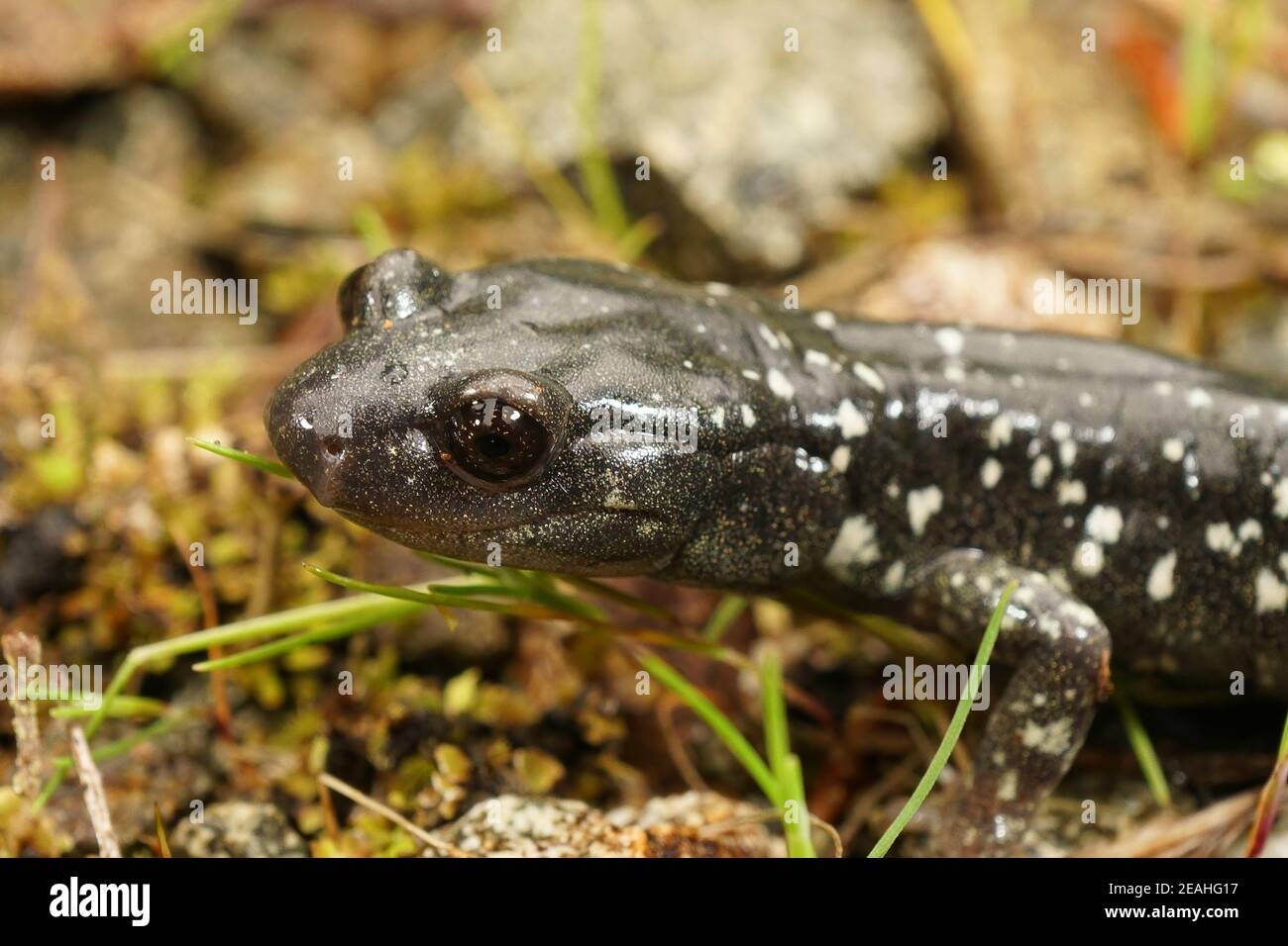 Nahaufnahme eines schwarzen Salamanders, Aneides flavipunctatus in Nordkalifornien Stockfoto