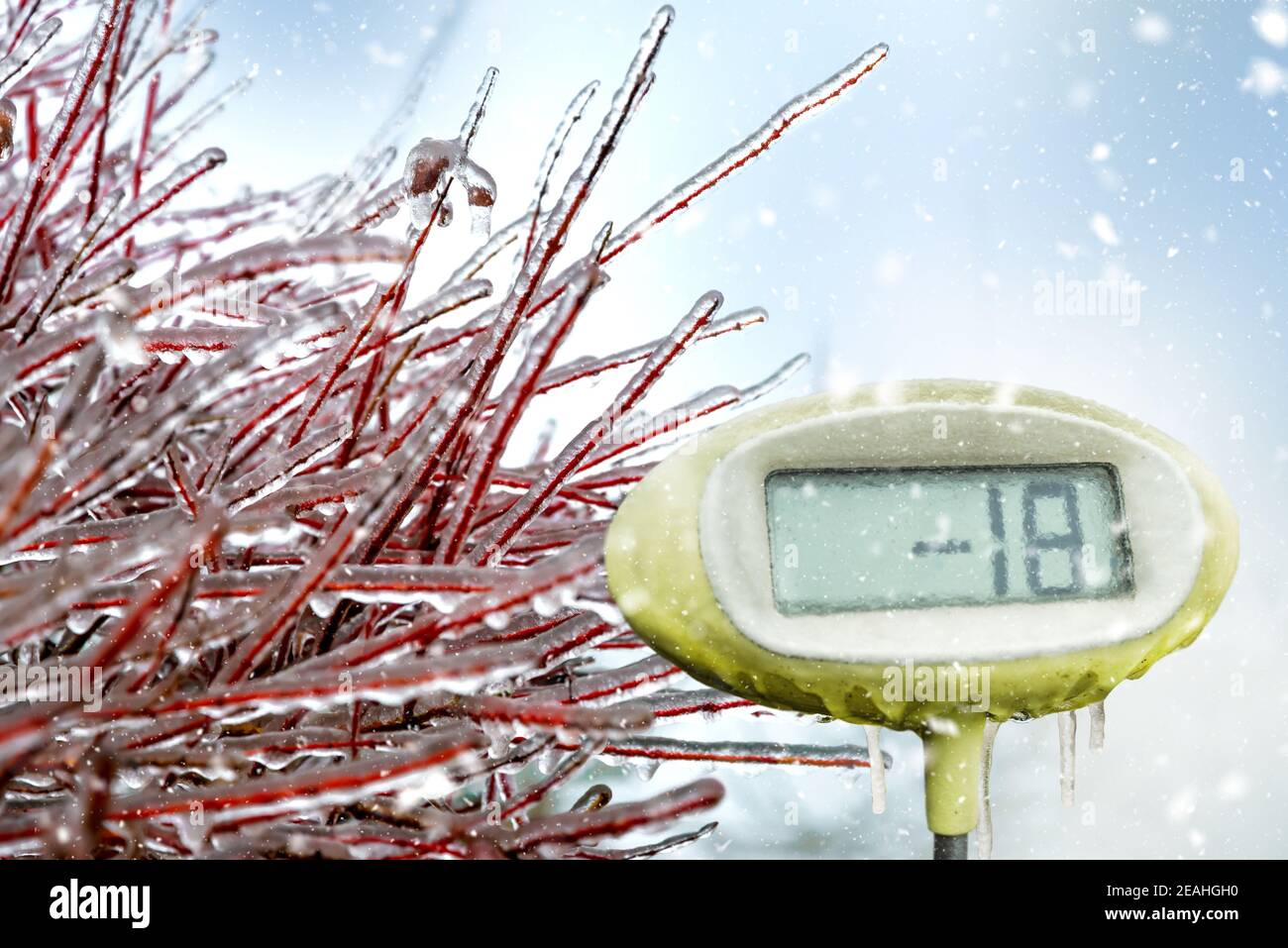 In Eis eingehüllte Äste mit einem Thermometer von minus 18 Grad. Eisiger Regen auf Baumzweig und Thermometer Stockfoto