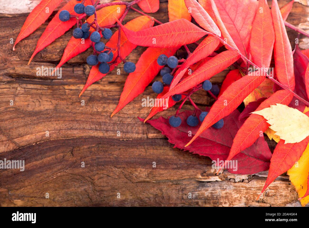 Herbsthintergrund mit farbigen Blättern auf Holzbrett. Stockfoto
