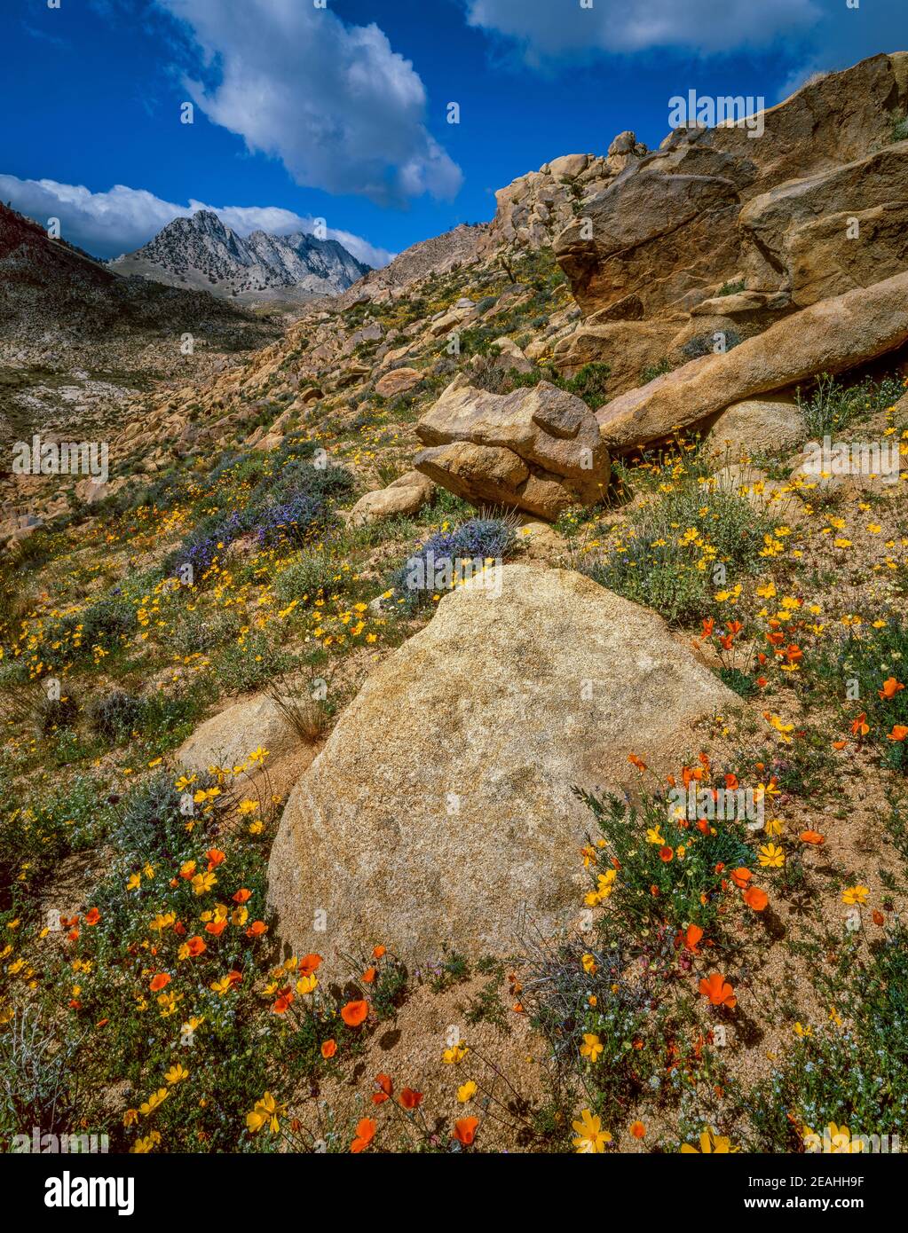 Wildflowers, Short Canyon, Owens Wilderness, Sequoia National Forest, Eastern Sierra, Kalifornien Stockfoto