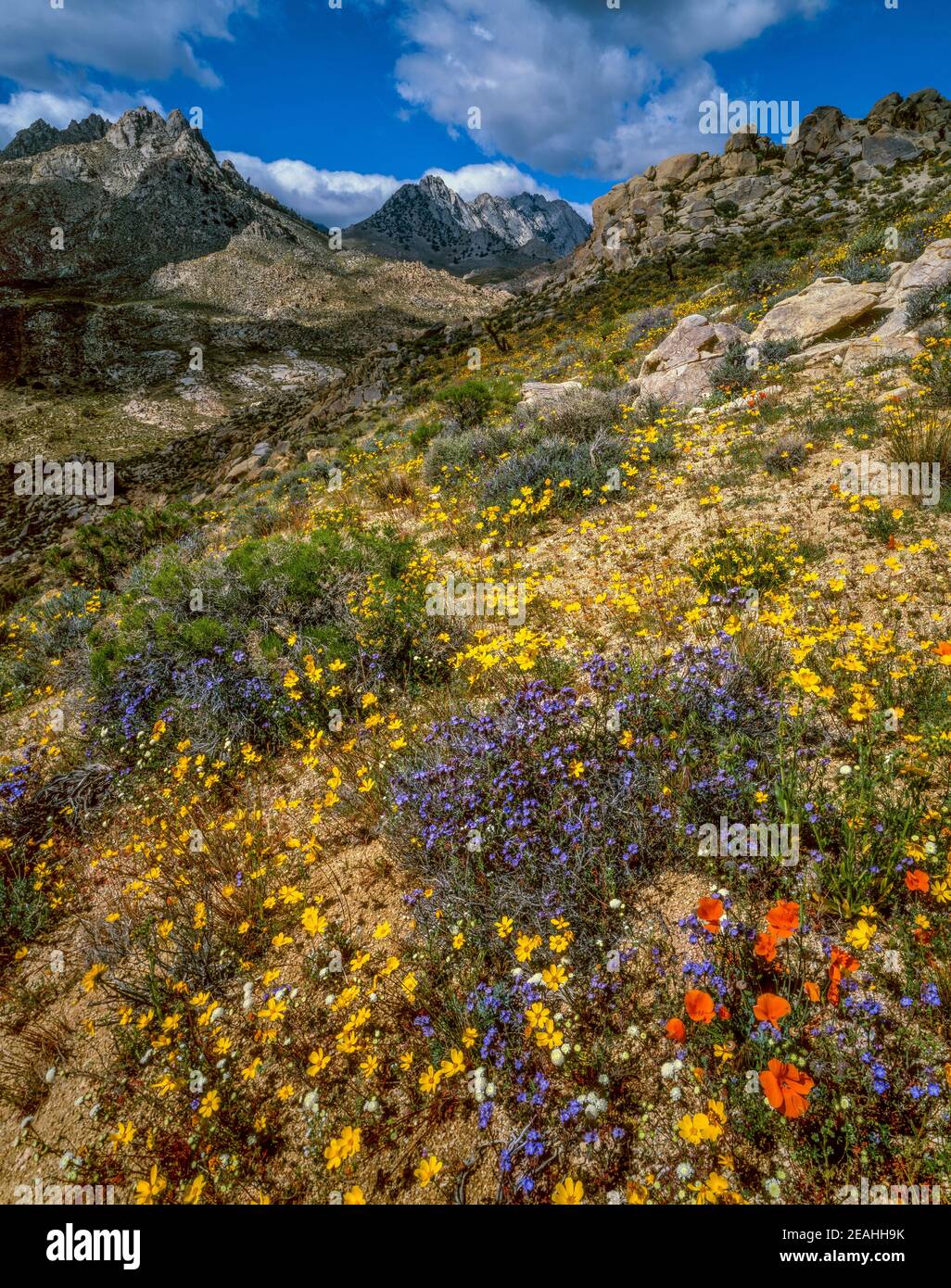 Wildblumen, Short Canyon, Olancha Peak, Owens Wilderness, Sequoia National Forest, Eastern Sierra, Kalifornien Stockfoto