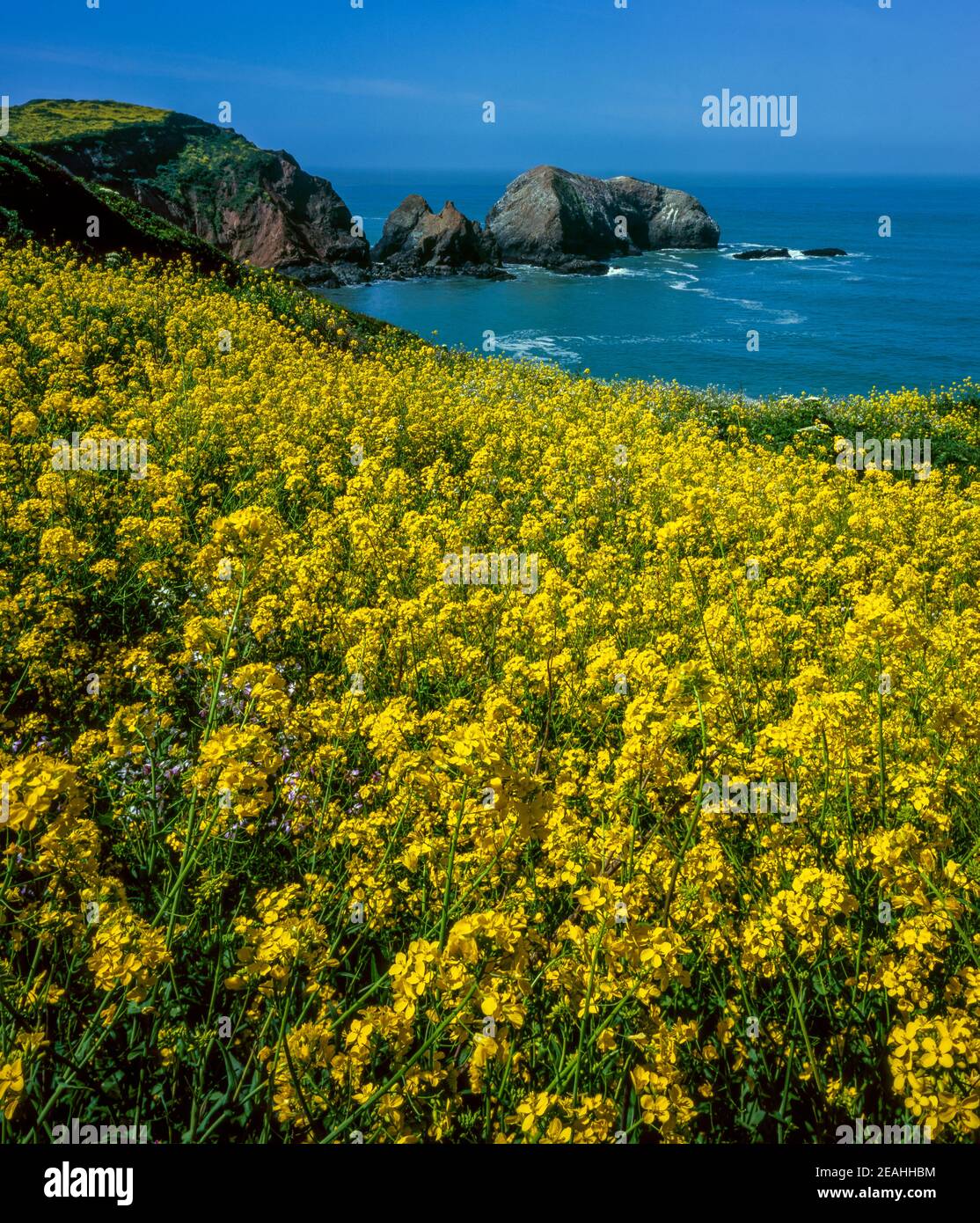 Wild Mustard, Rodeo Cove, Golden Gate National Recreation Area, Marin County, Kalifornien Stockfoto