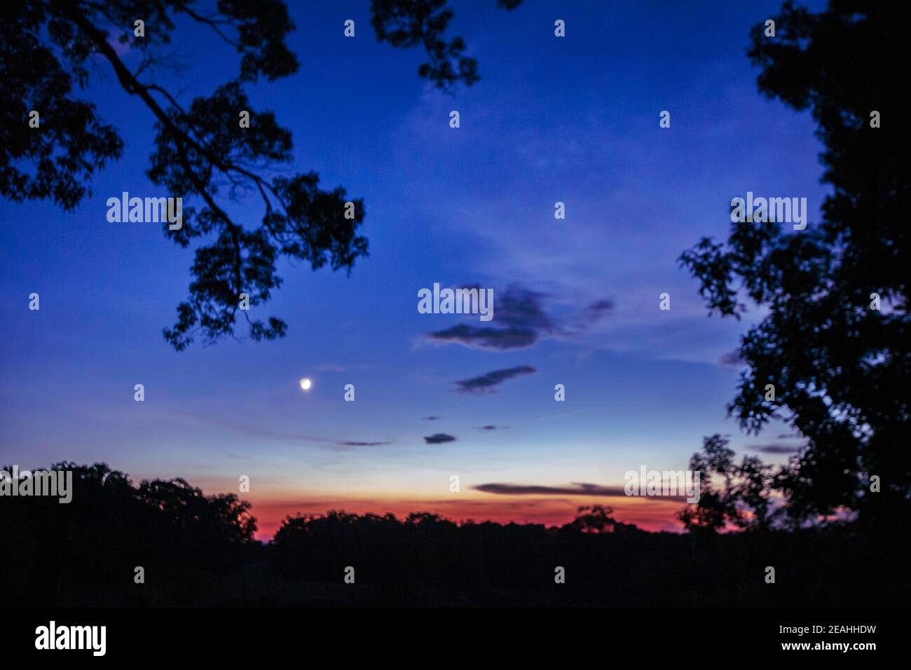 Himmel Hintergrund mit Fokus auf den Mond steigen, wie die Farben des Sonnenuntergangs verblassen. Enthält Baumglieder im Vordergrund in Silhuette, die unscharf sind. Stockfoto