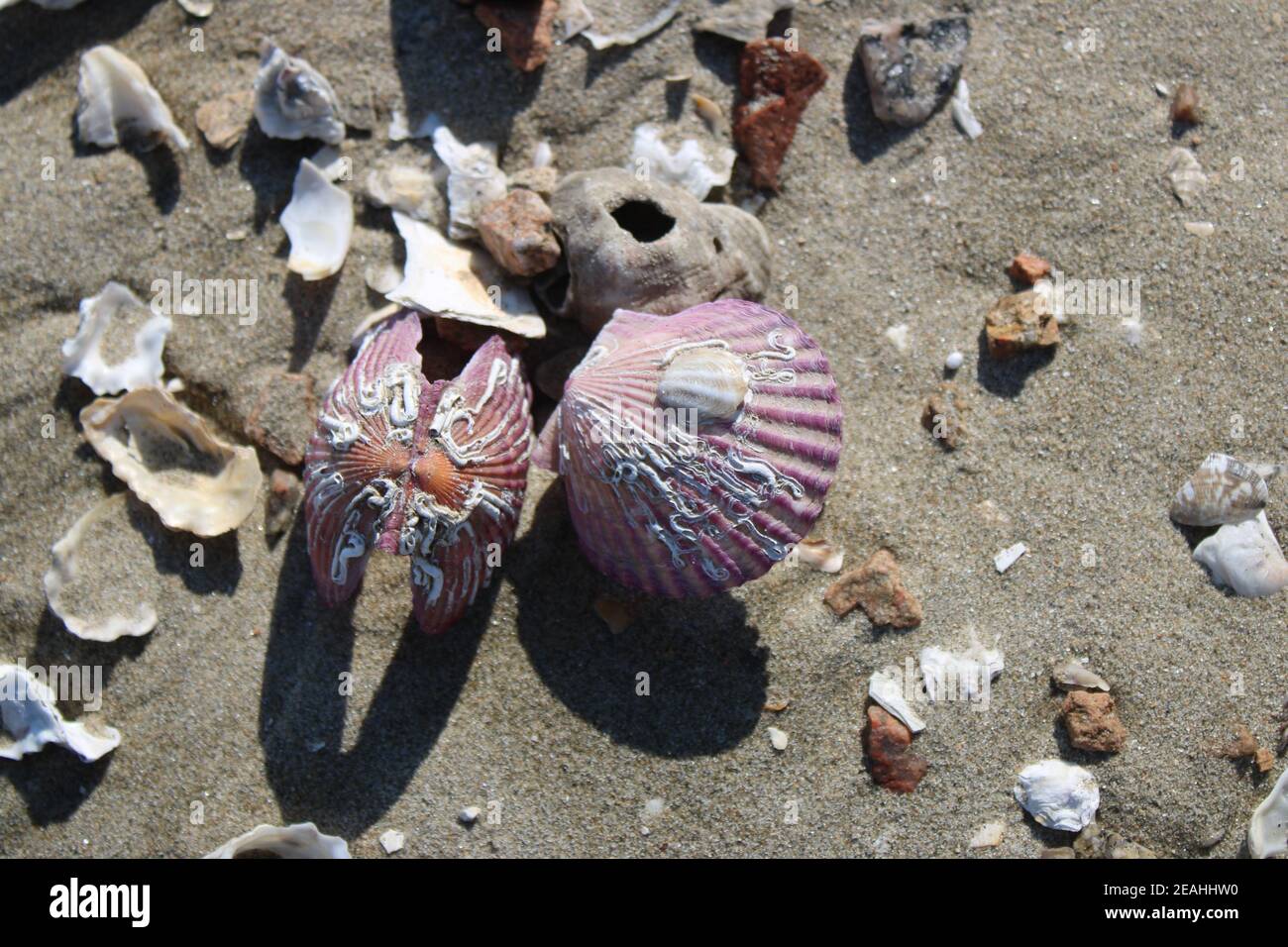 Lila Muschelschalen werfen Schatten auf Sandstrand Stockfoto