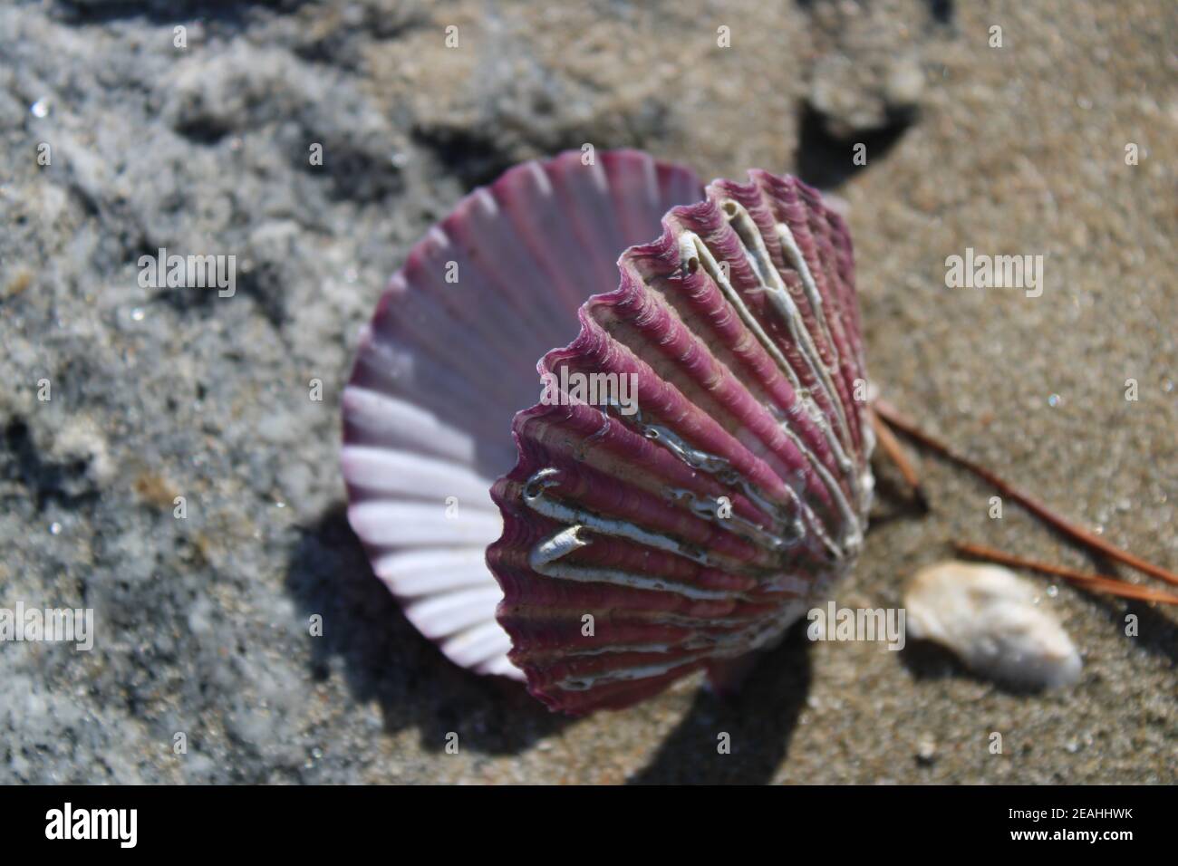 Offene violette Jakobsmuscheln am Sandstrand Stockfoto