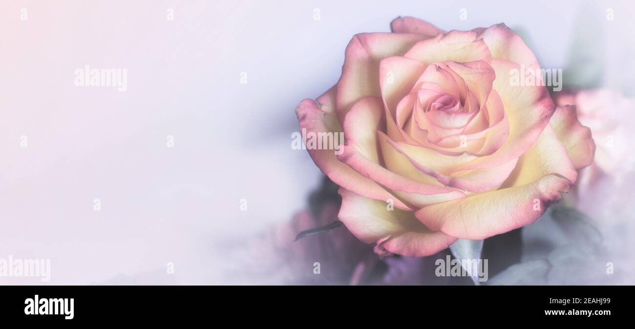 Süße Farbe Rose in weicher Farbe für floralen Hintergrund Stockfoto