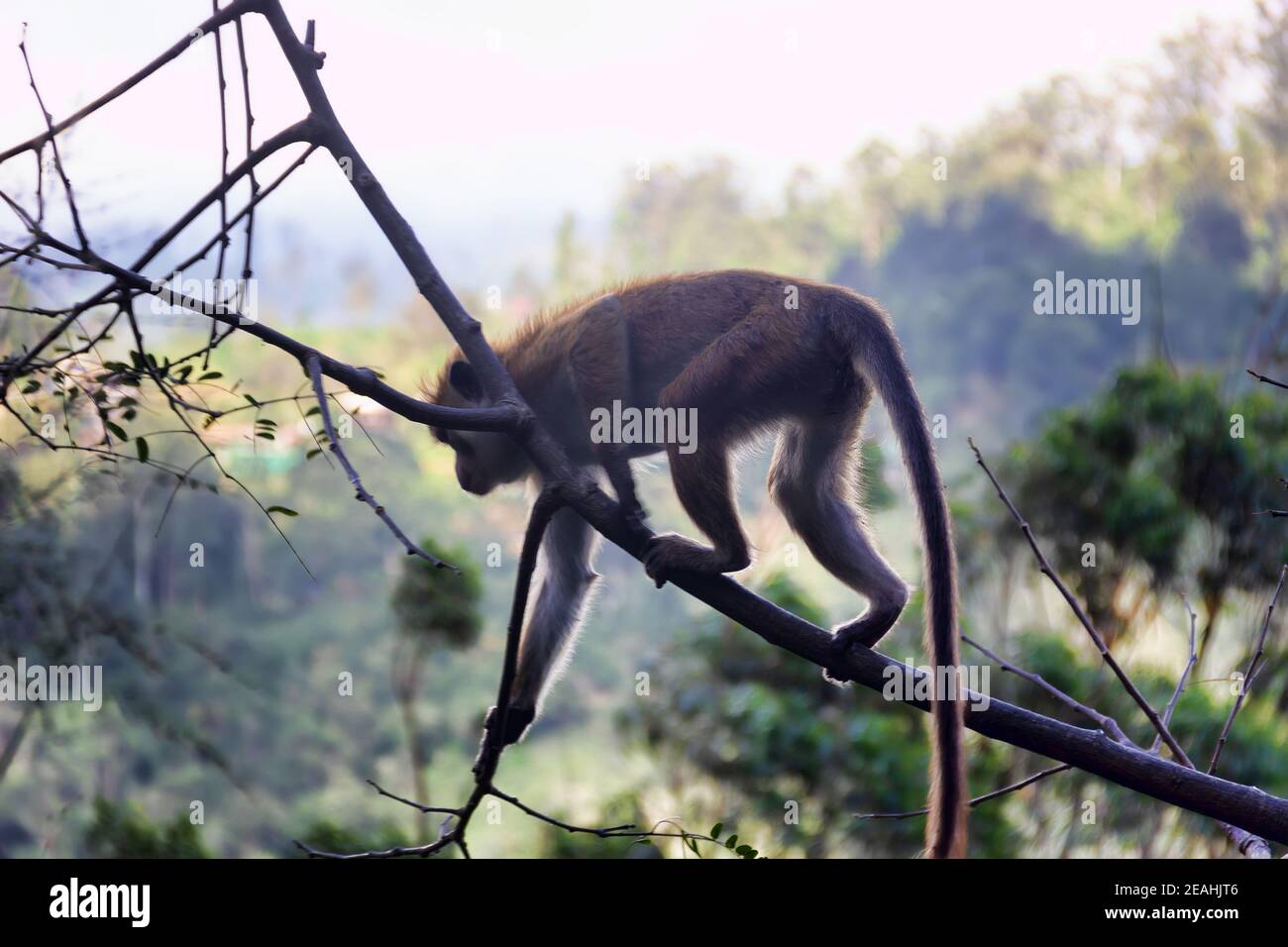 Affe in niedlichen Baumkape auf dem Hintergrund der regenbewaldeten Berge. Endemische Fauna von Sri Lanka. Blassfrontenmakak (Macaca sinica aurifrons) Stockfoto