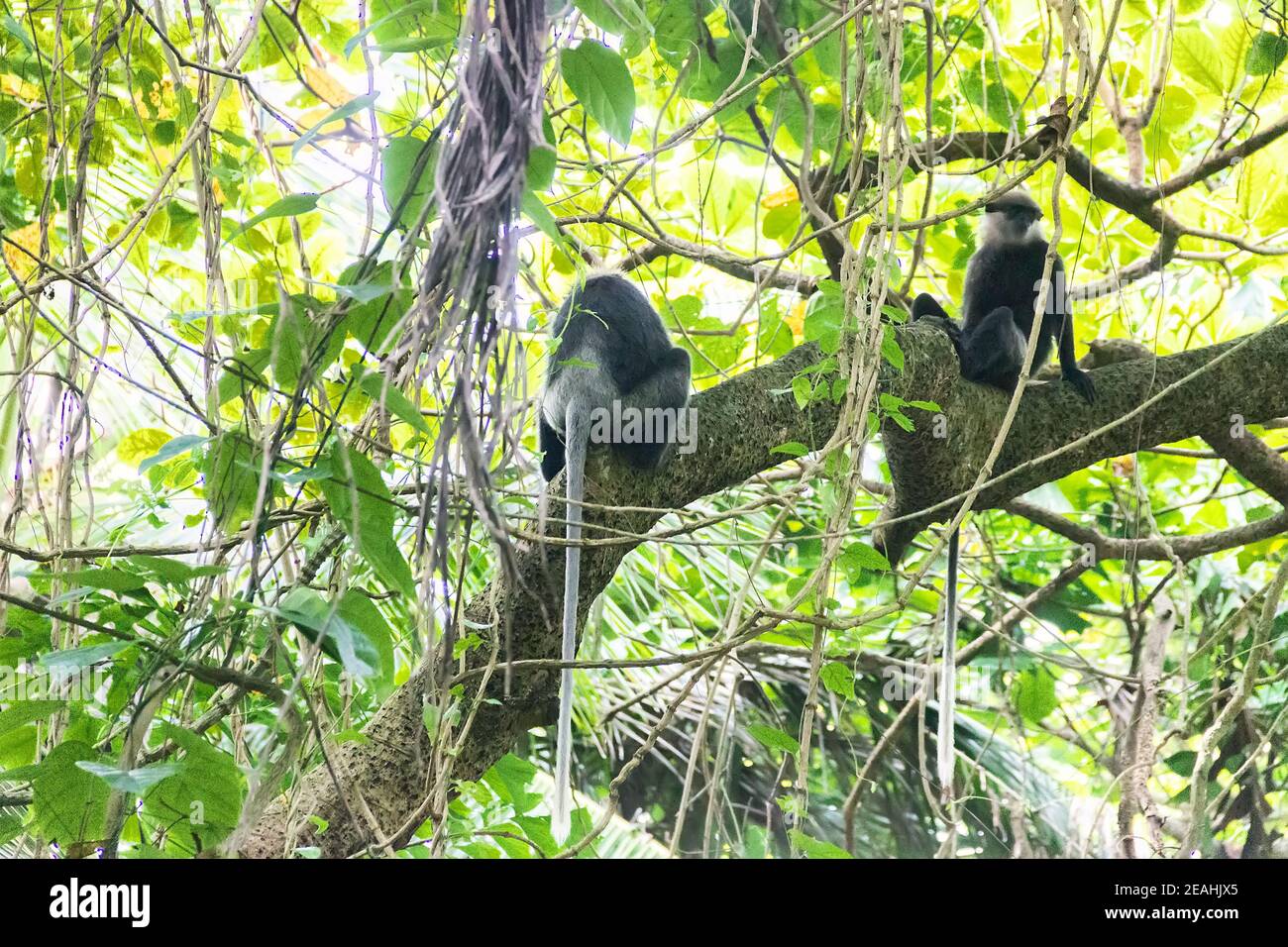 Purple-faced Langur (Trachypithecus vetulus) ist endemisch in Sri Lanka und aufgrund seiner geringen Population vom Aussterben bedroht. Die Primaten von Sri Lanka, Centr Stockfoto