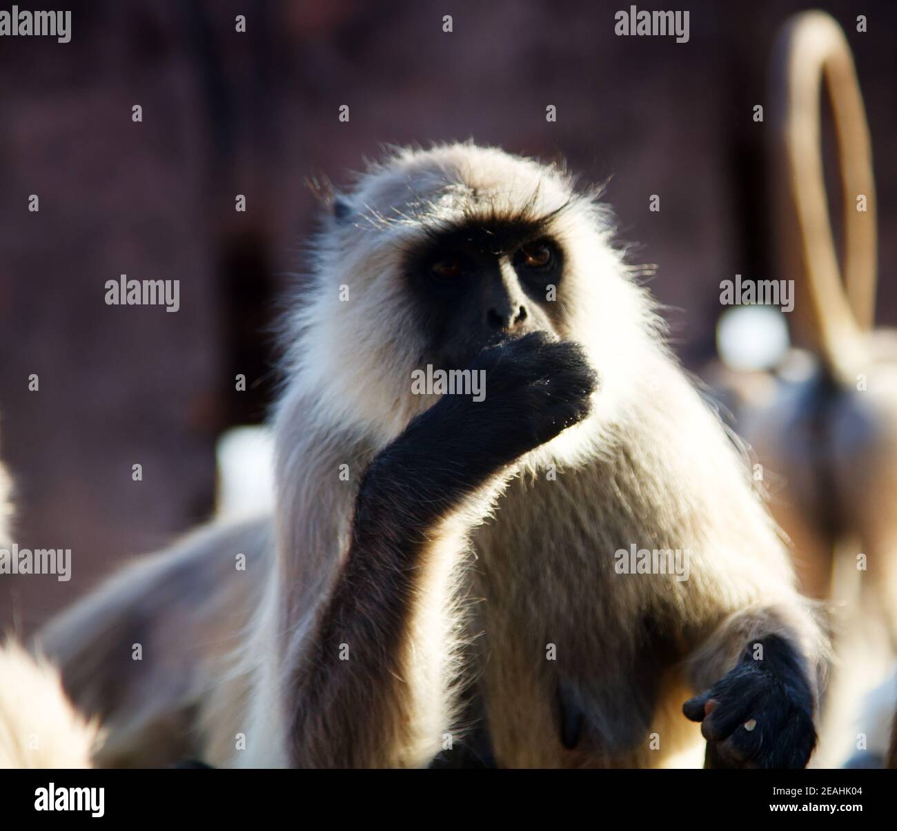 Pack von heiligen Affen langur sammeln Getreide von Pilgern. Traditionen der Fütterung von Wildtieren Stockfoto