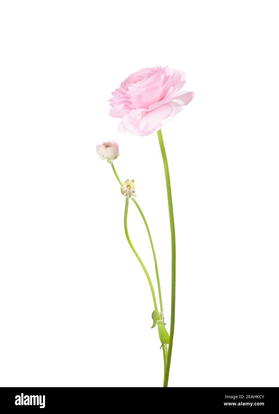 Ranunculus von blassrosa Farbe isoliert auf weißem Hintergrund. Persischer Butterbecher Stockfoto